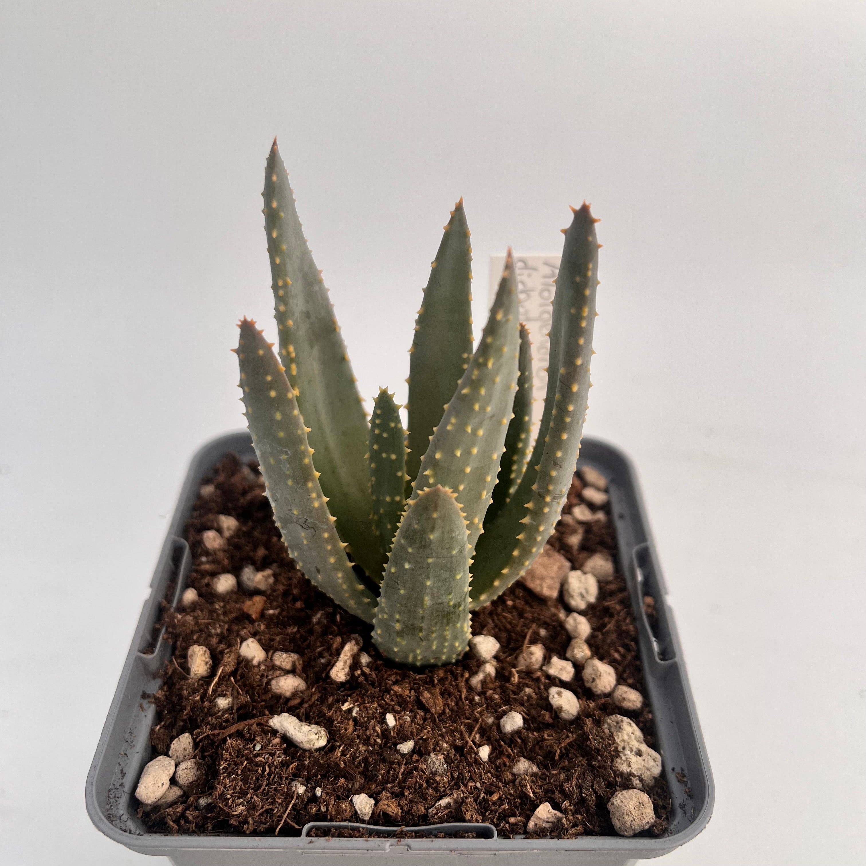 Aloidendron dichotomum