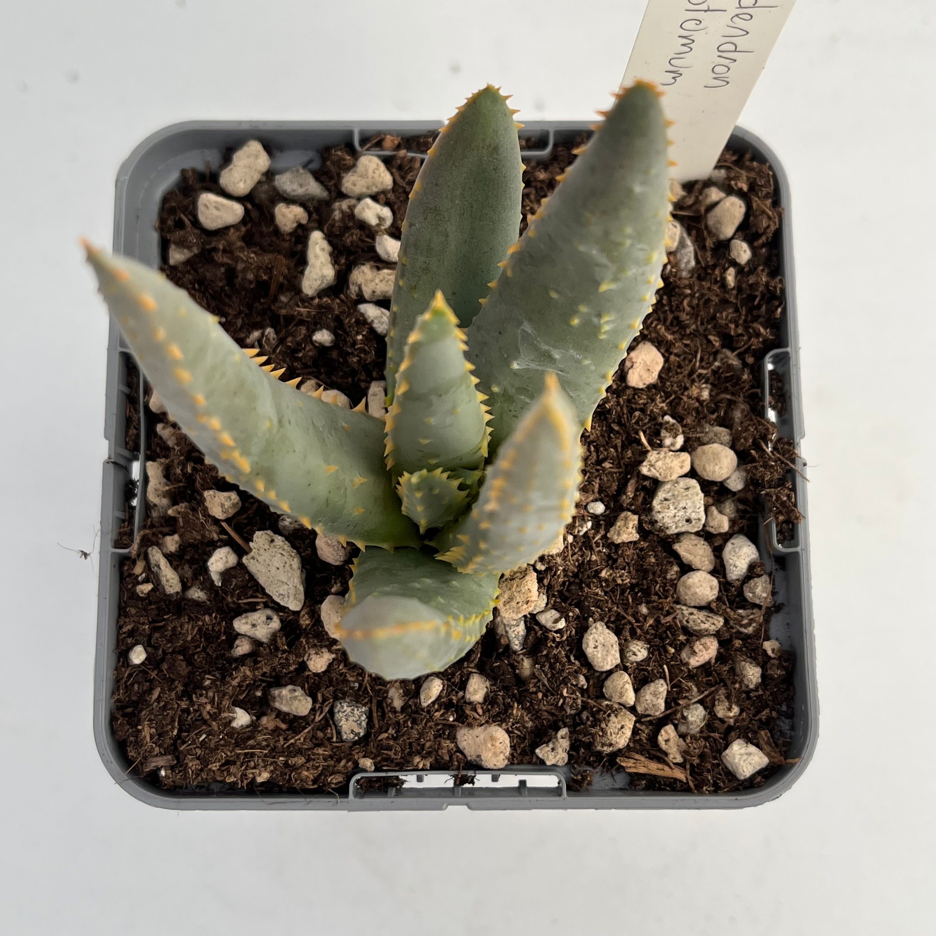 Aloidendron dichotomum