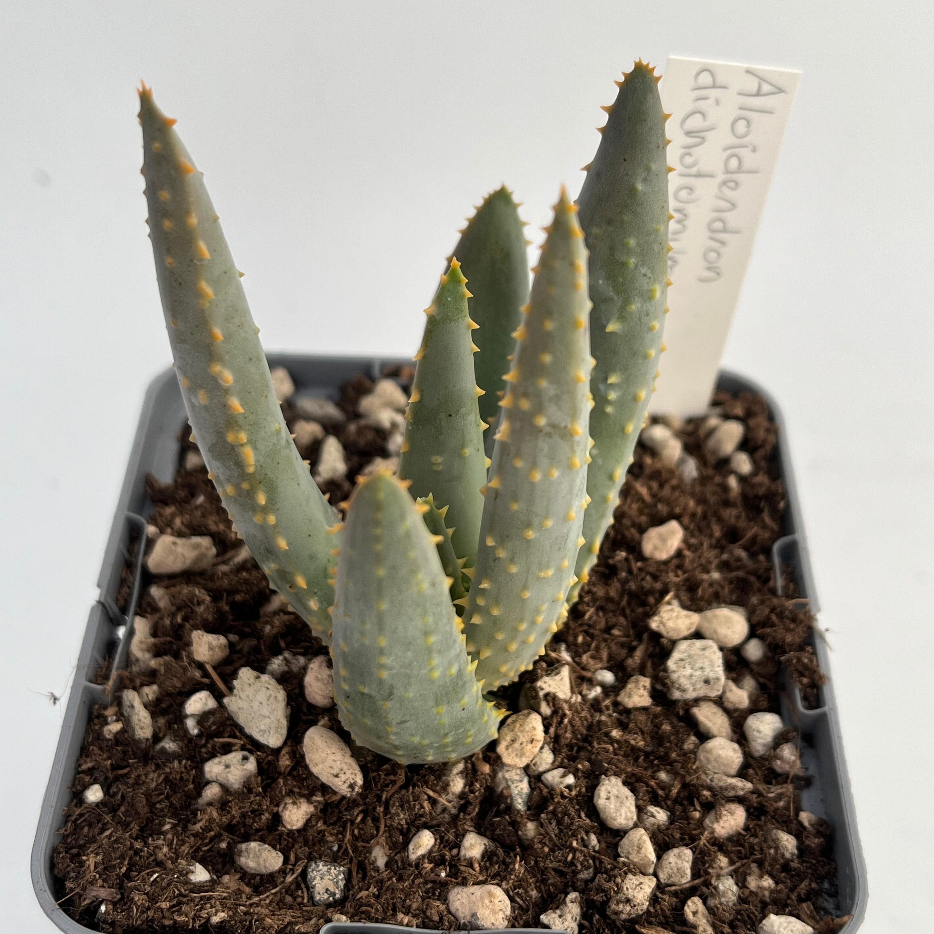 Aloidendron dichotomum