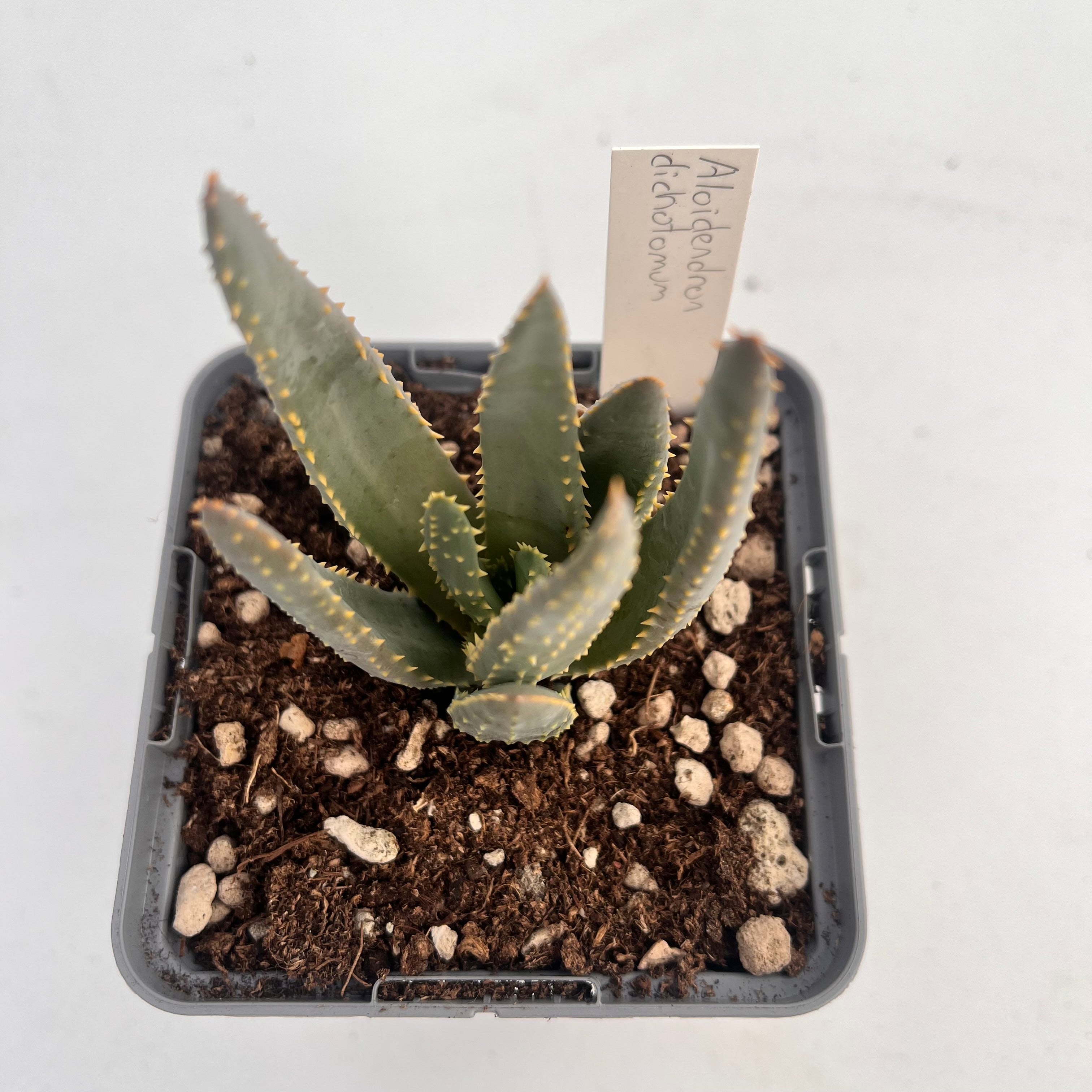 Aloidendron dichotomum