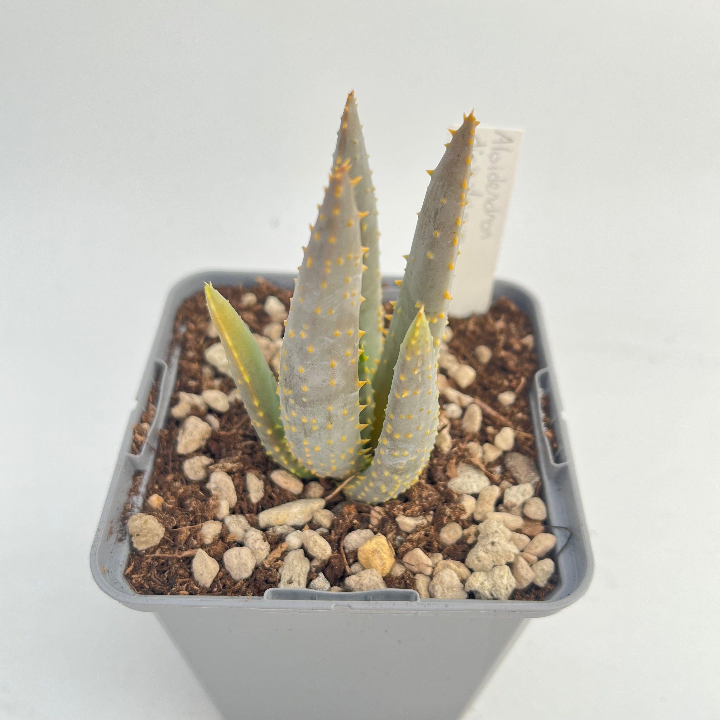 Aloidendron dichotomum
