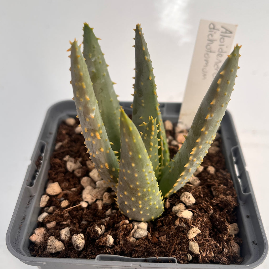 Aloidendron dichotomum