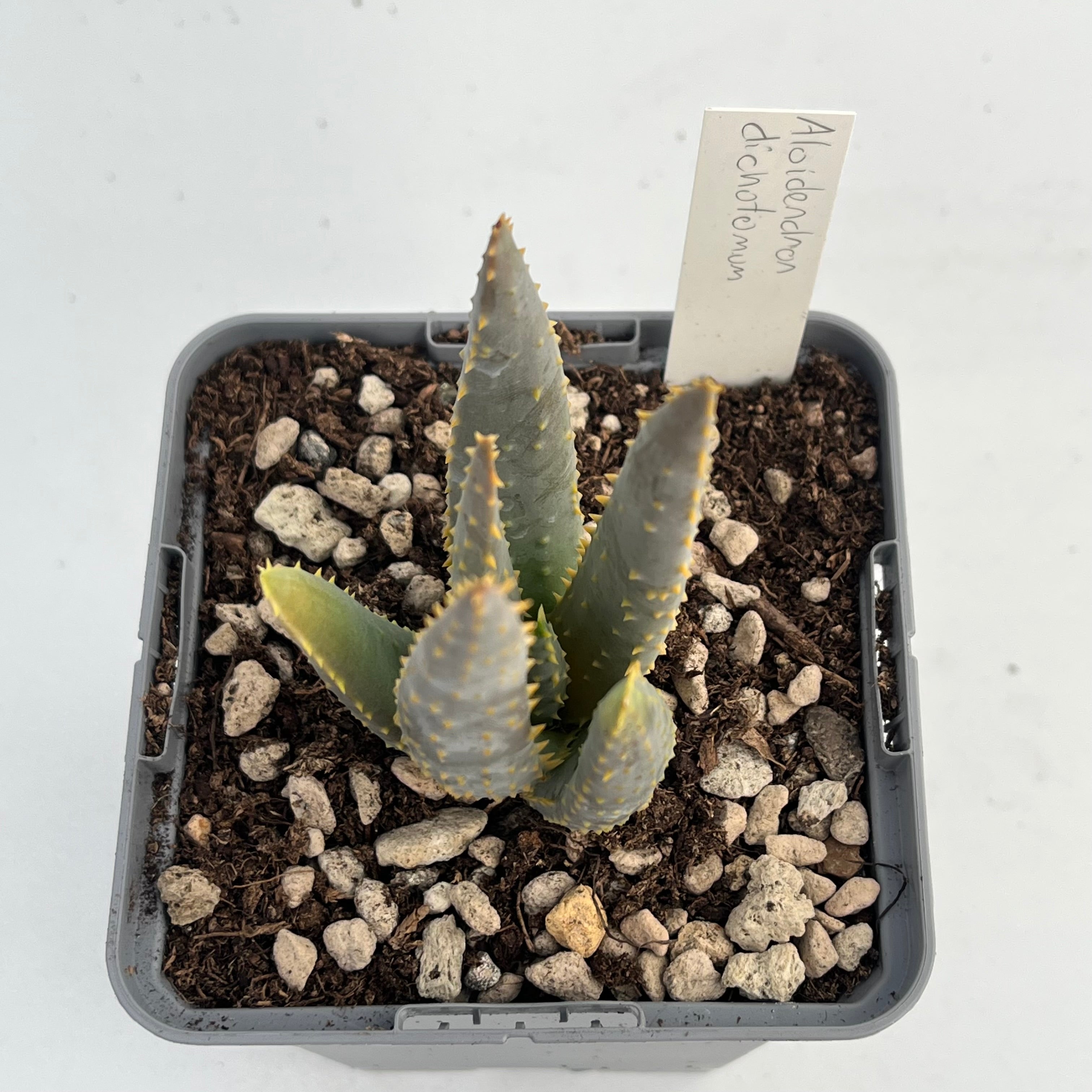 Aloidendron dichotomum