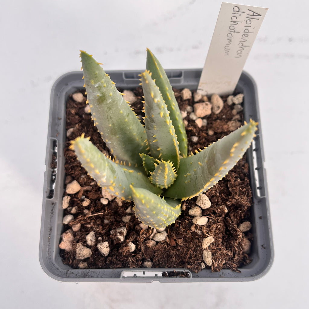 Aloidendron dichotomum