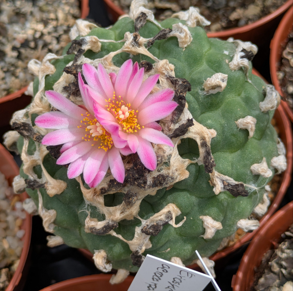 Lophophora jourdaniana