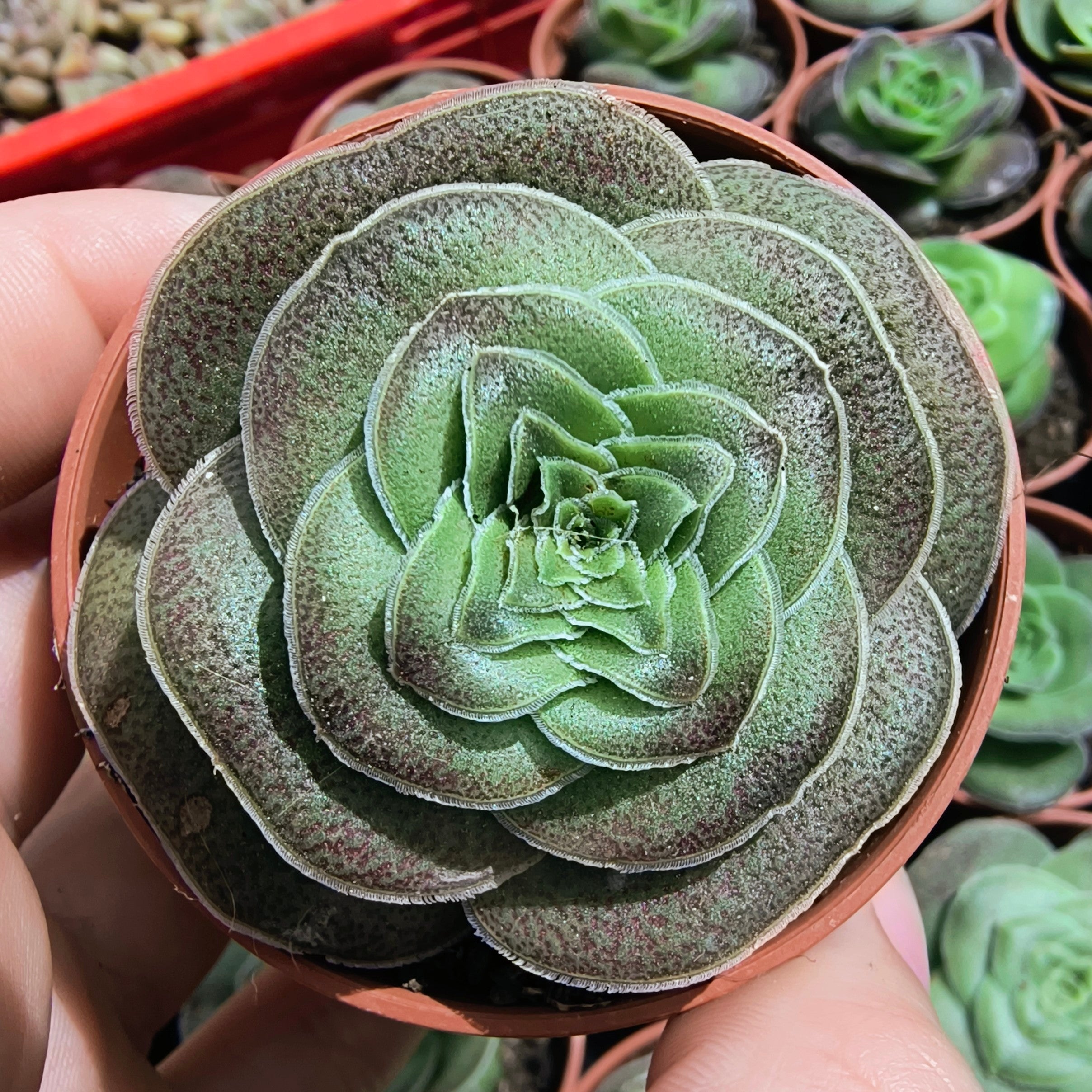Crassula turrita
