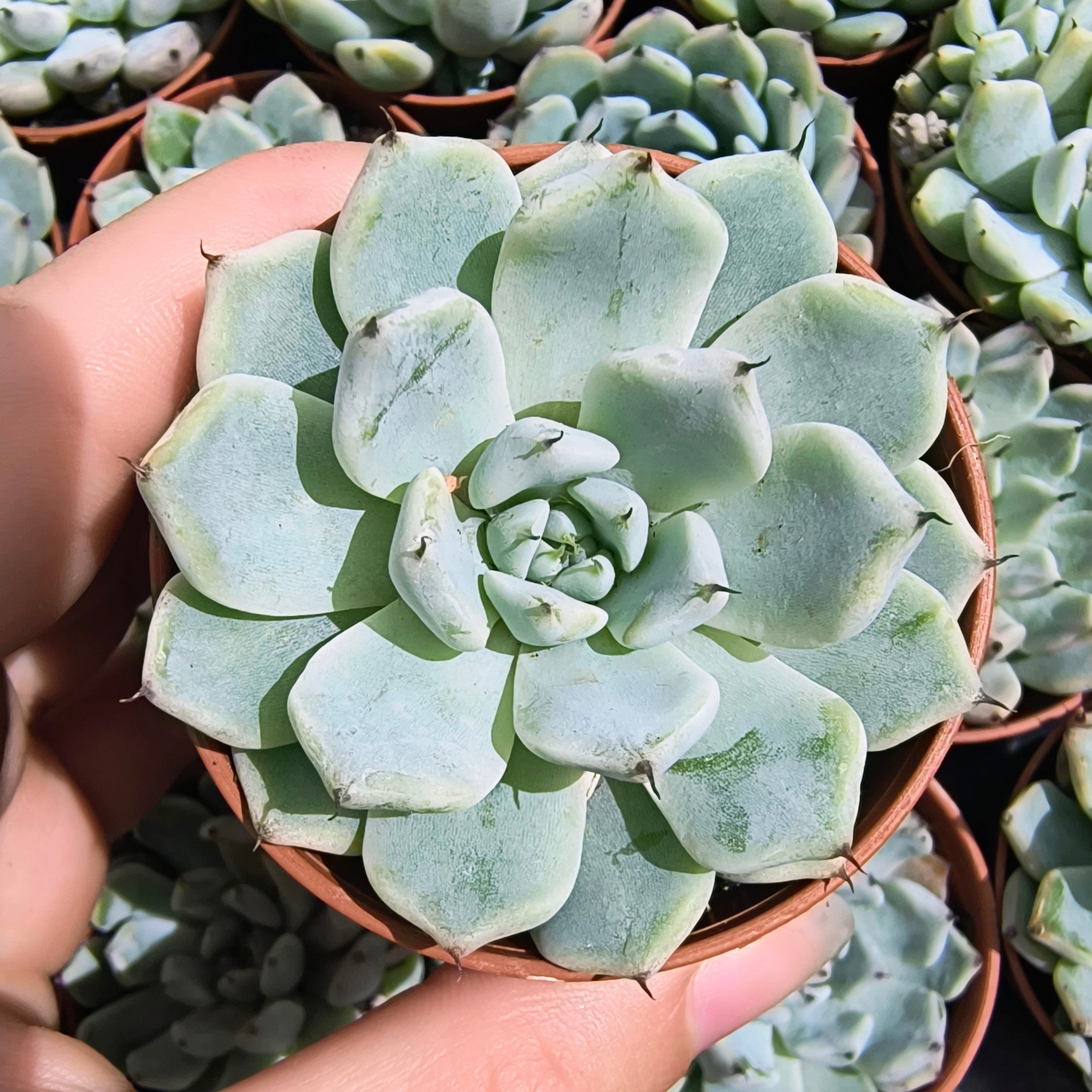 Echeveria cuspidata zaragozae