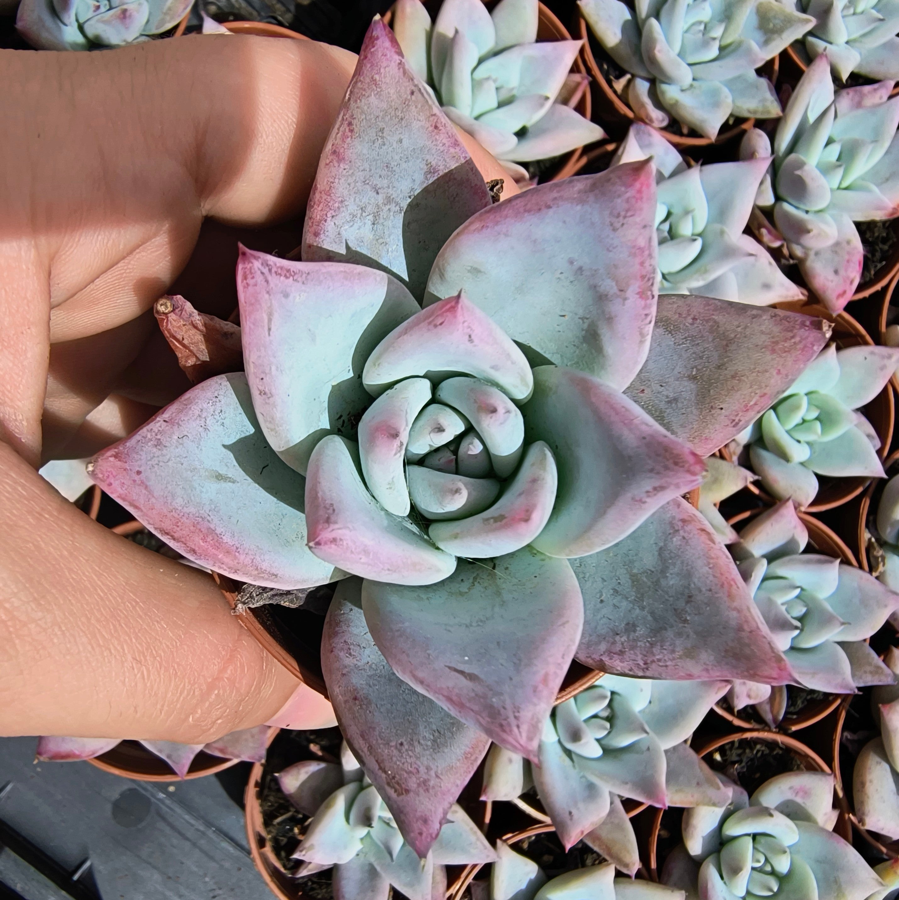 Echeveria colorata "Tapalpa"