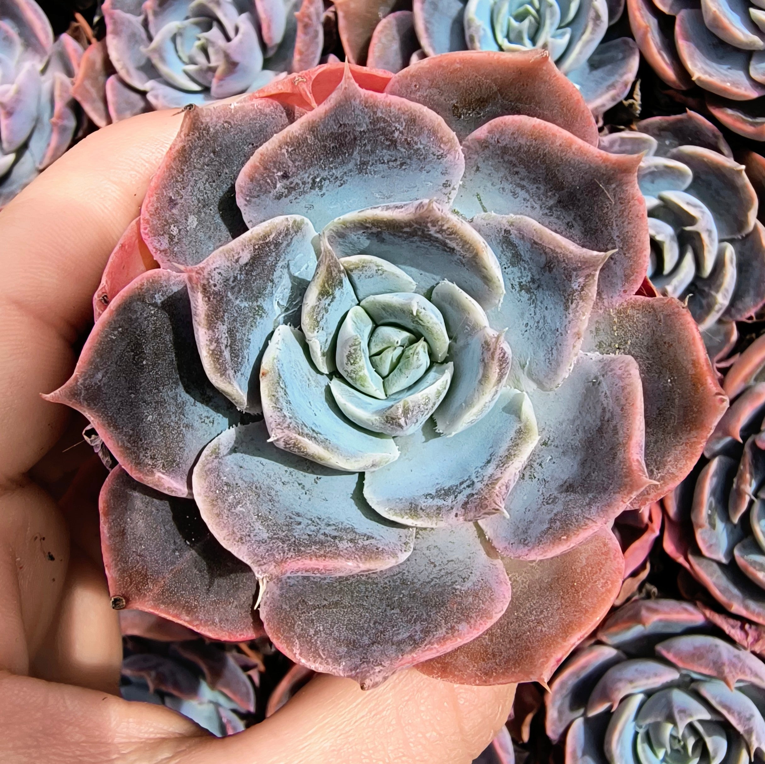 Echeveria 'Colorshift'