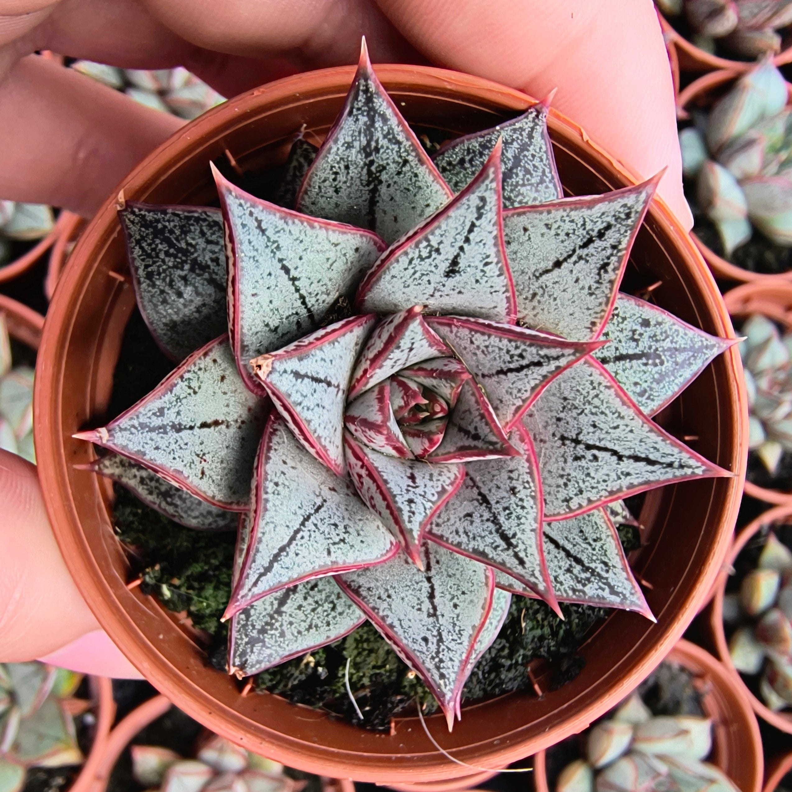 Echeveria 'White Purpurosum'