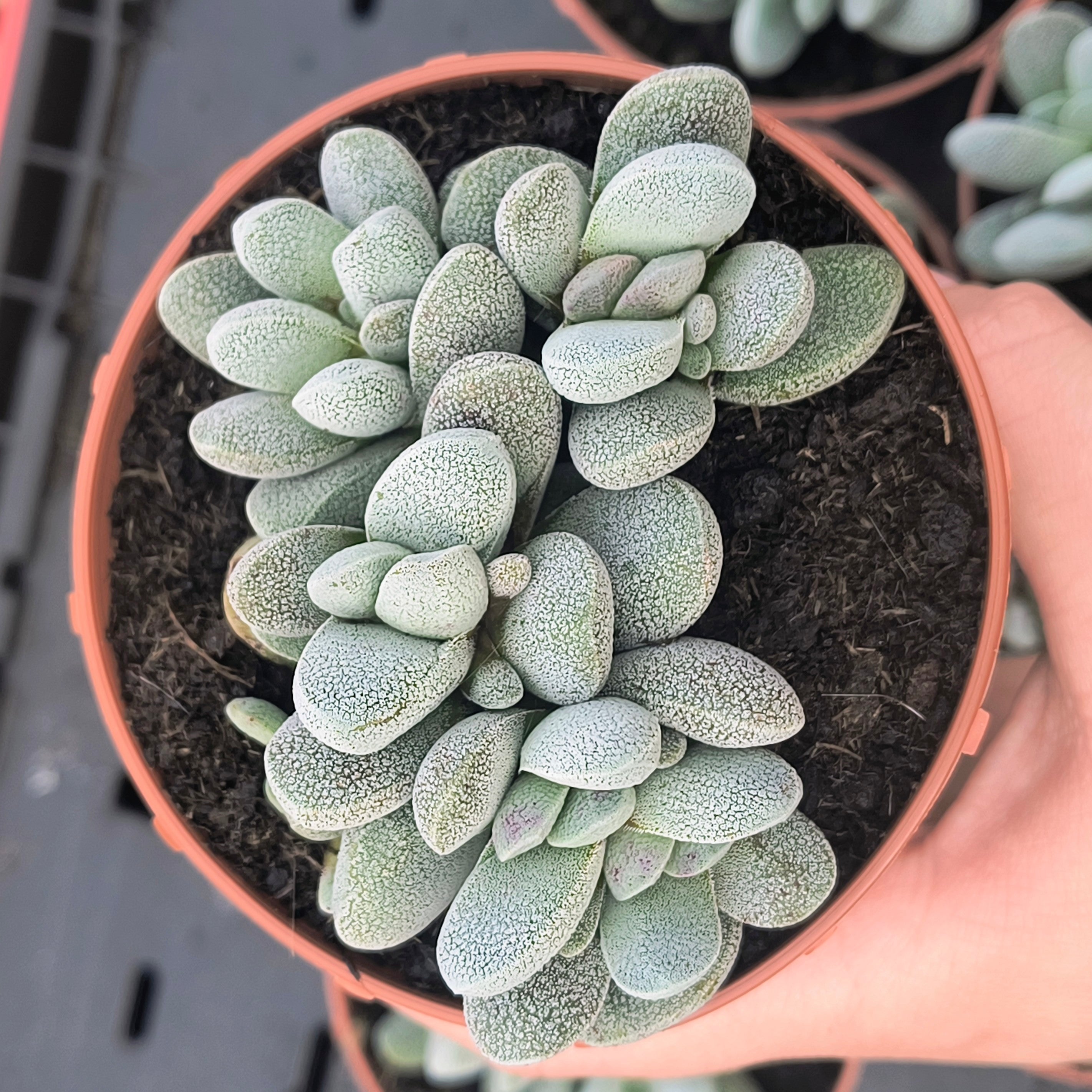 Crassula tecta