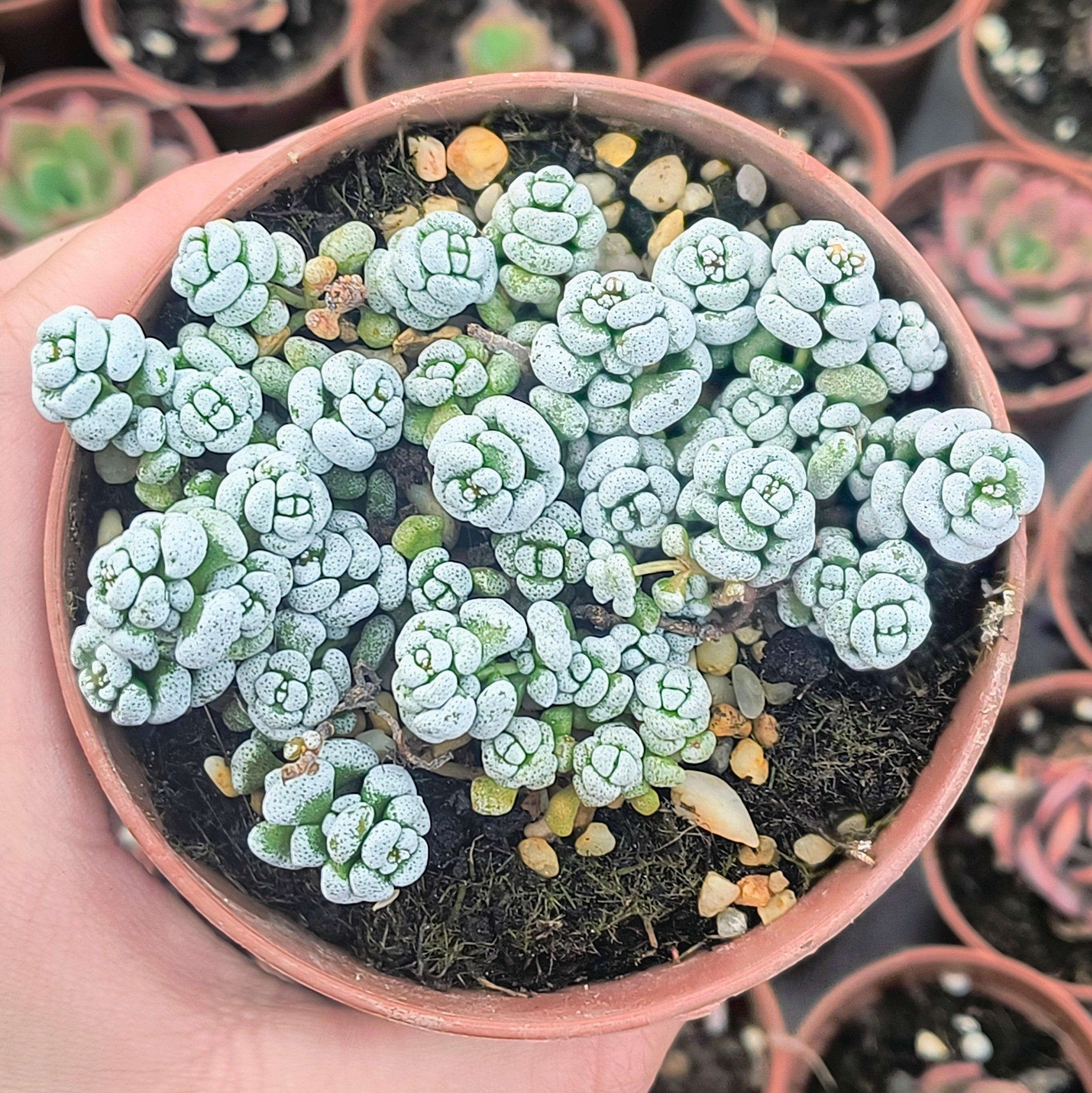 Crassula corallina