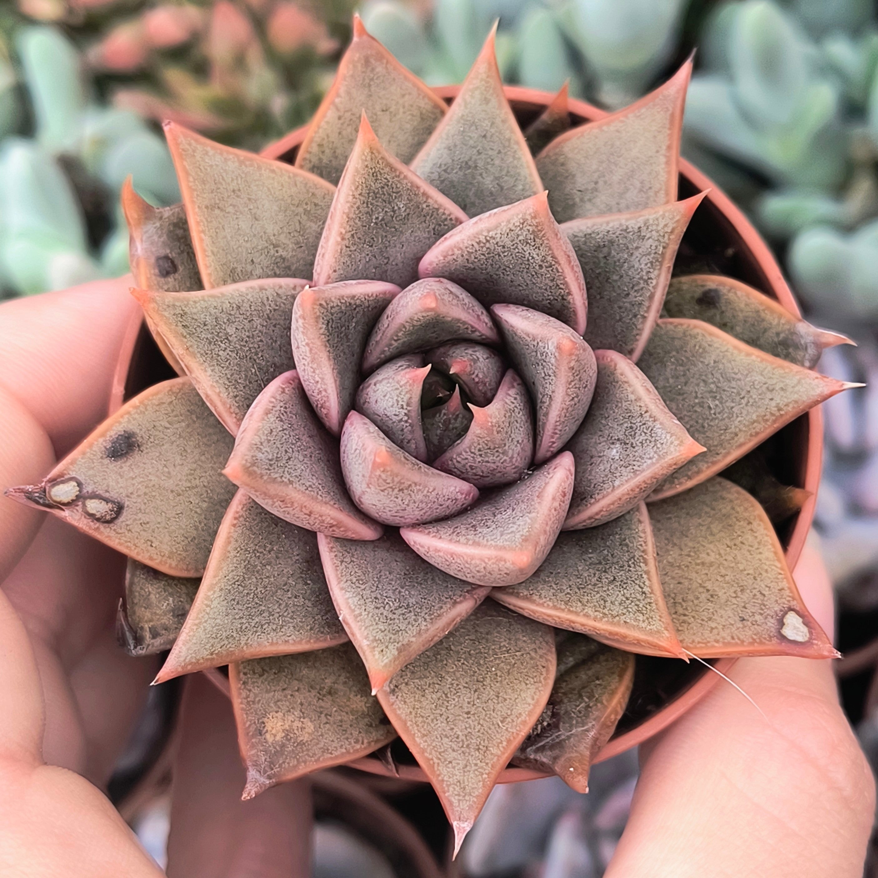 Echeveria Maya