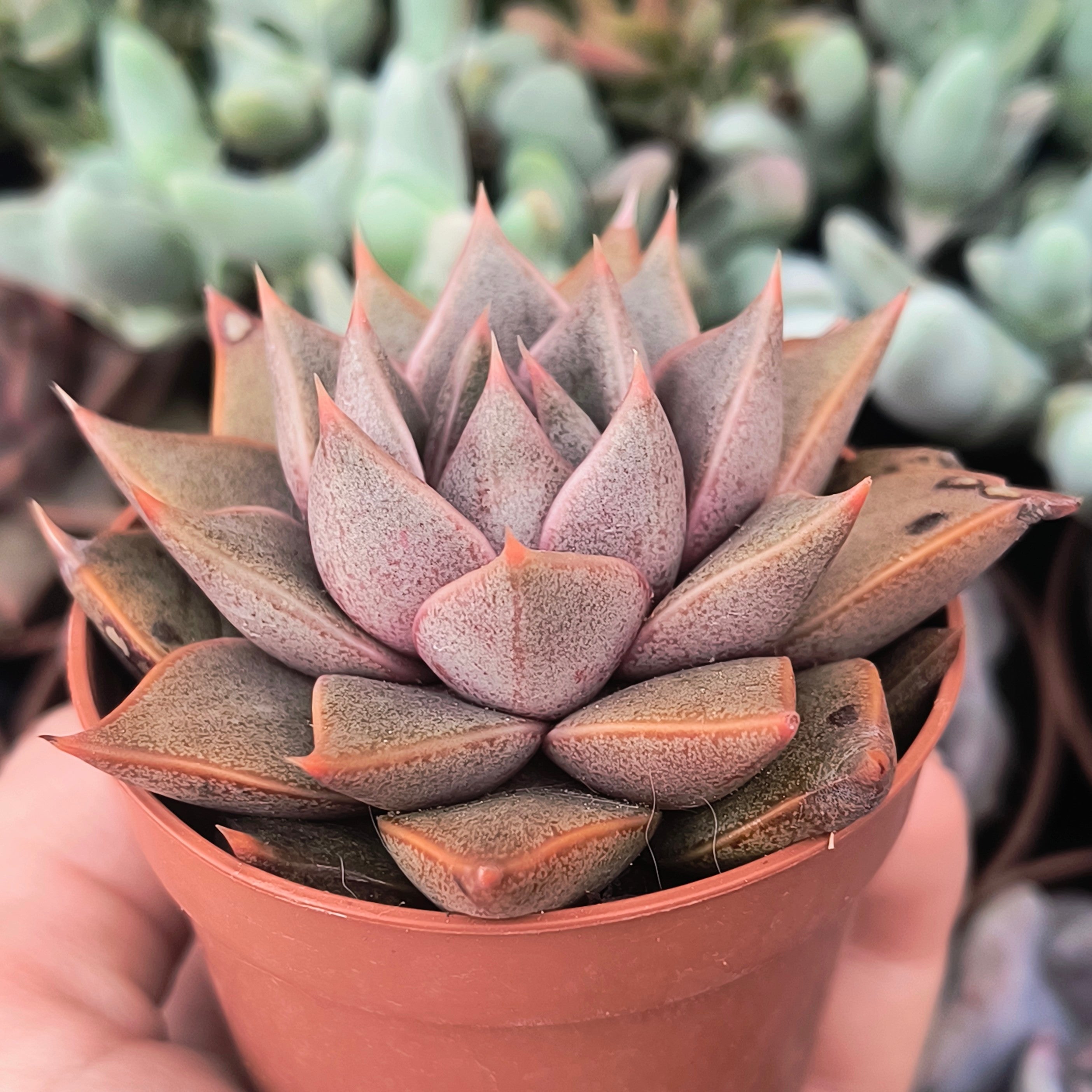 Echeveria Maya