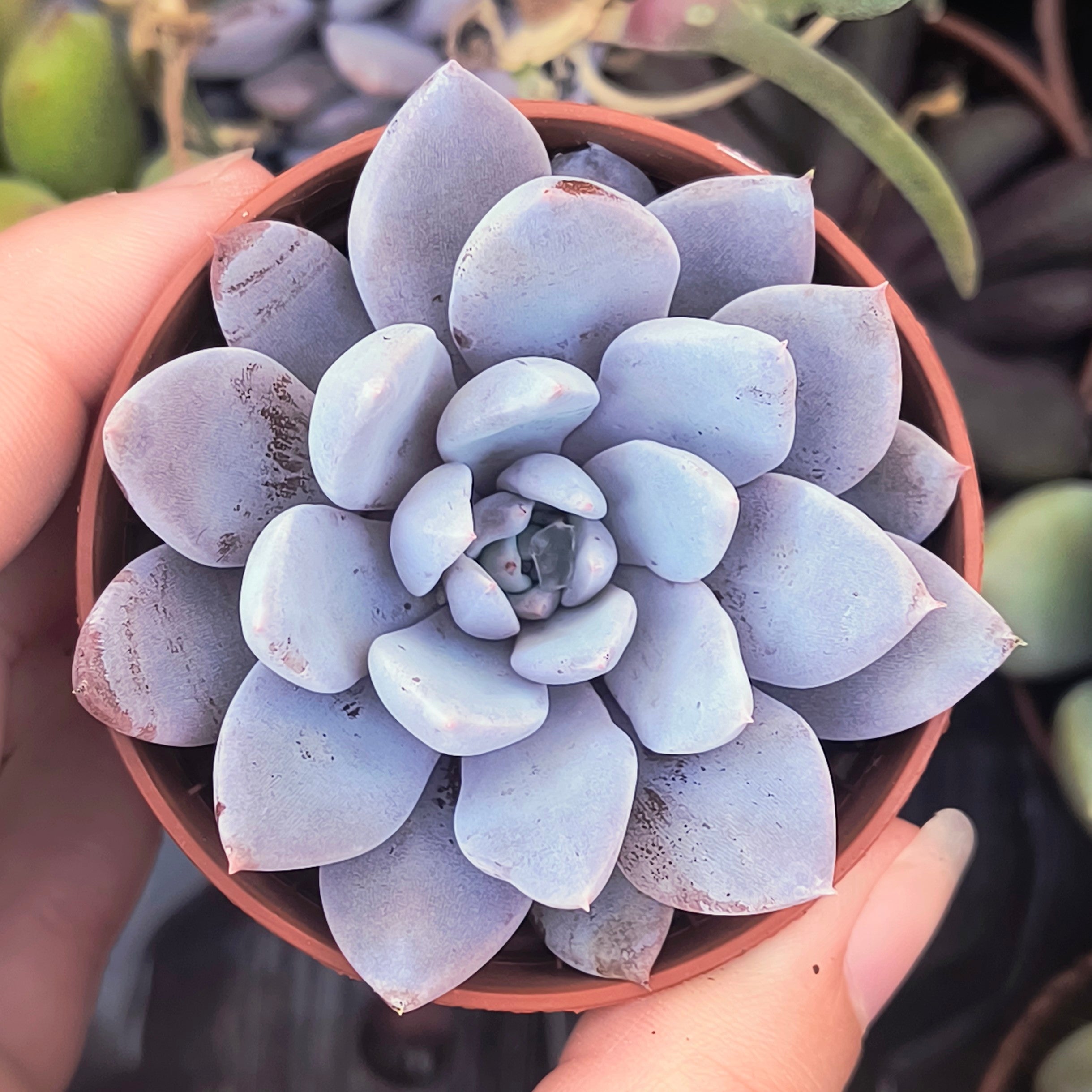 Echeveria Lulu