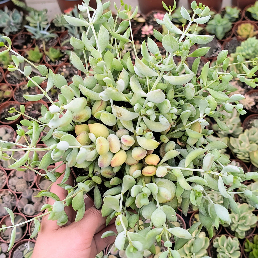 Cotyledon pendens