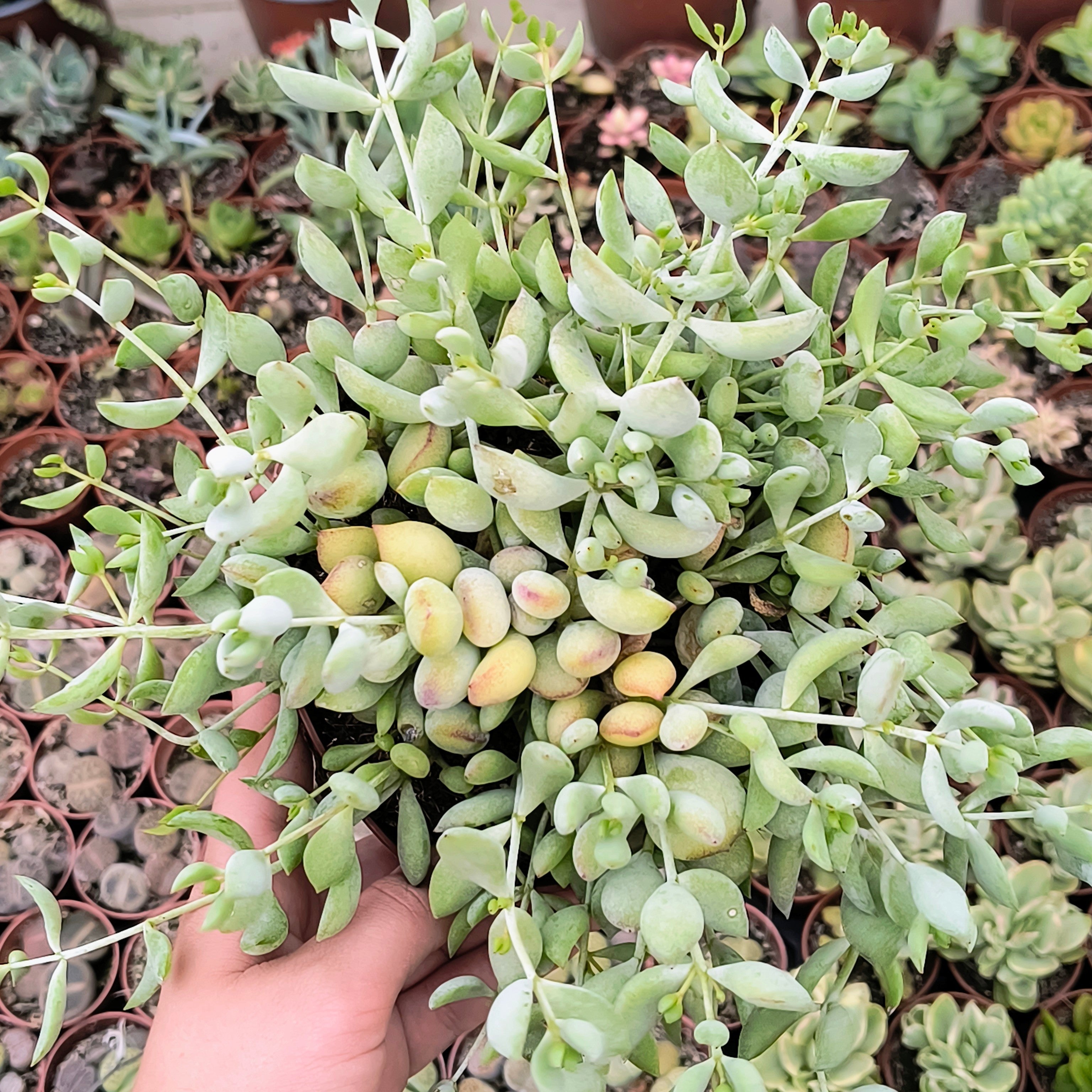 Cotyledon pendens