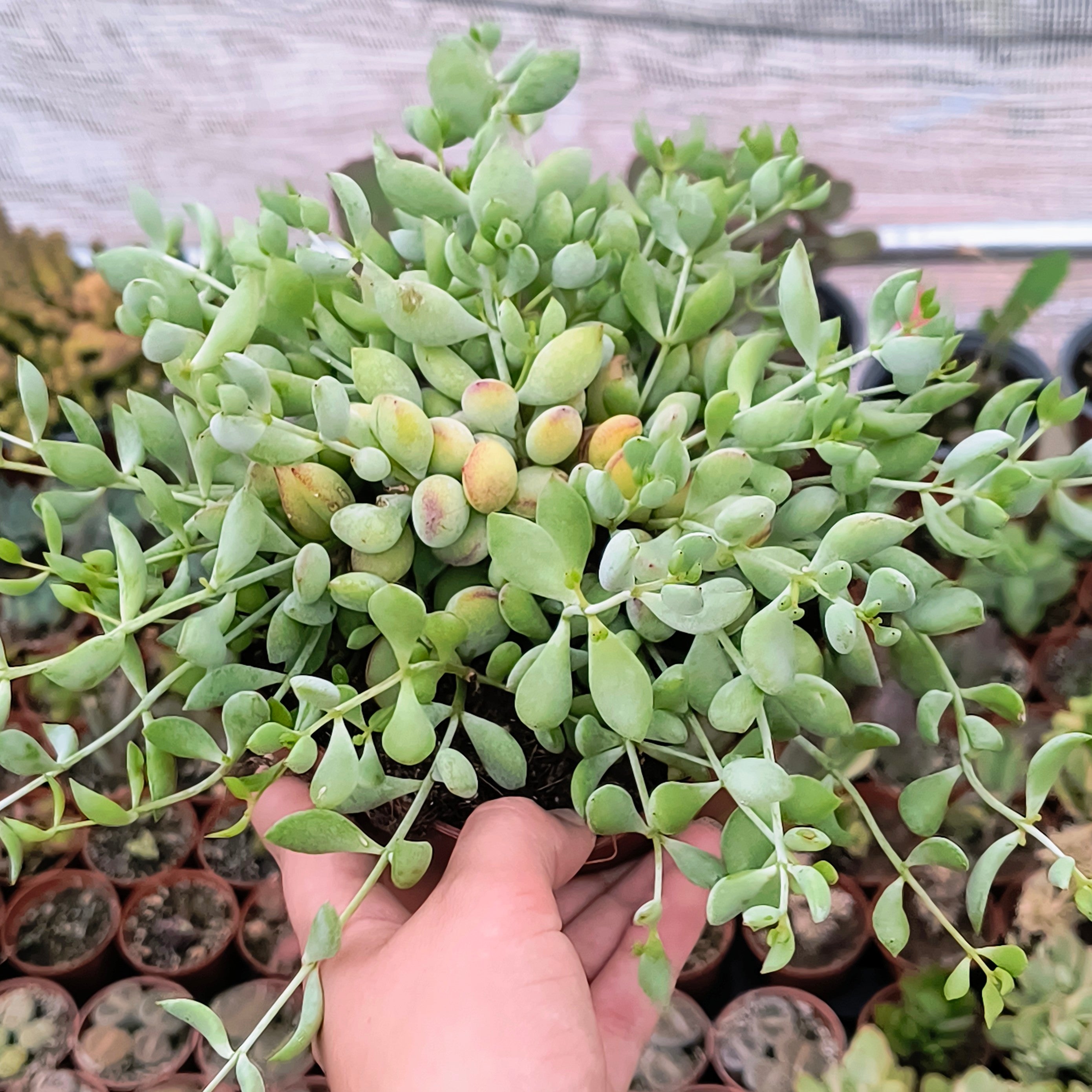 Cotyledon pendens