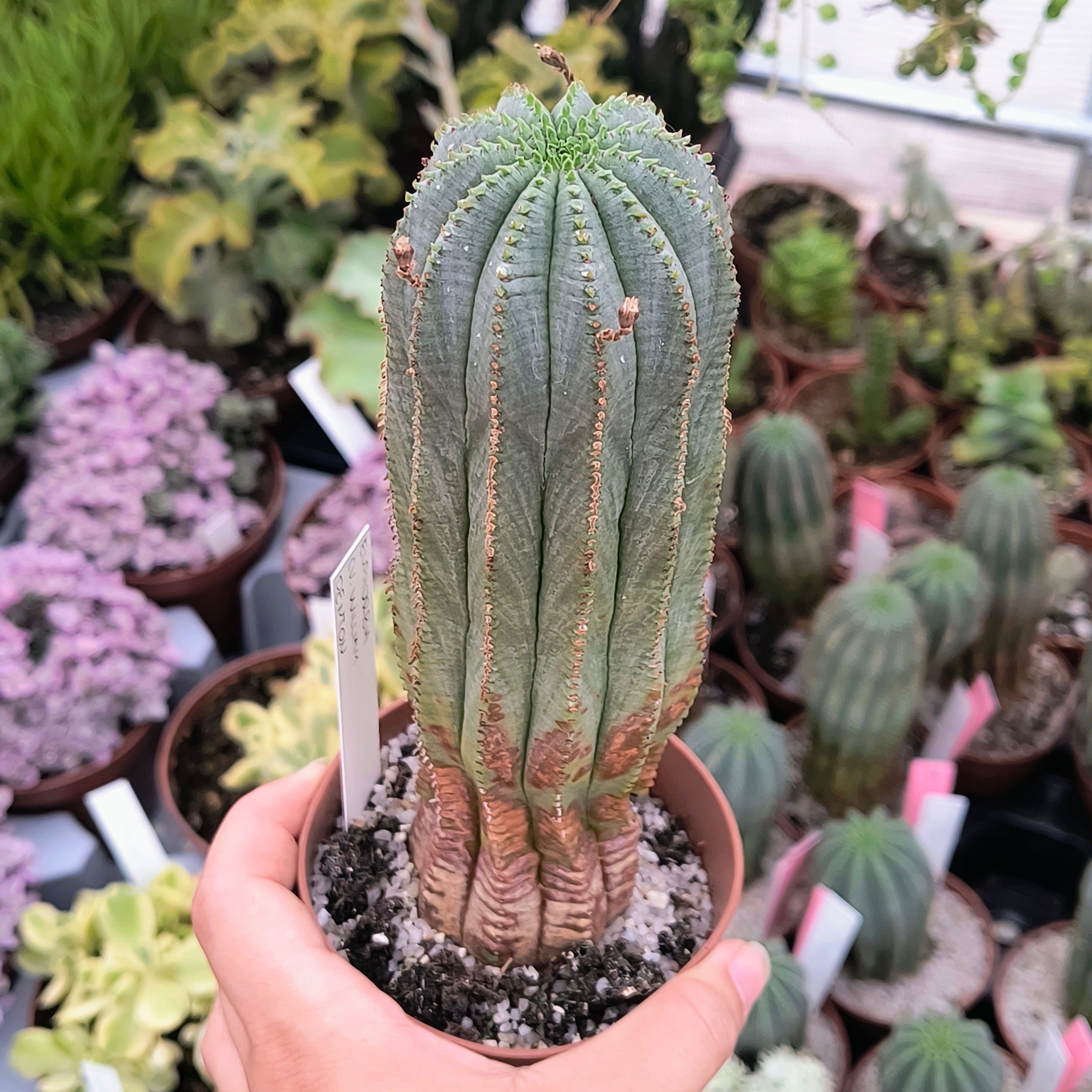 Euphorbia cv. "William Denton"