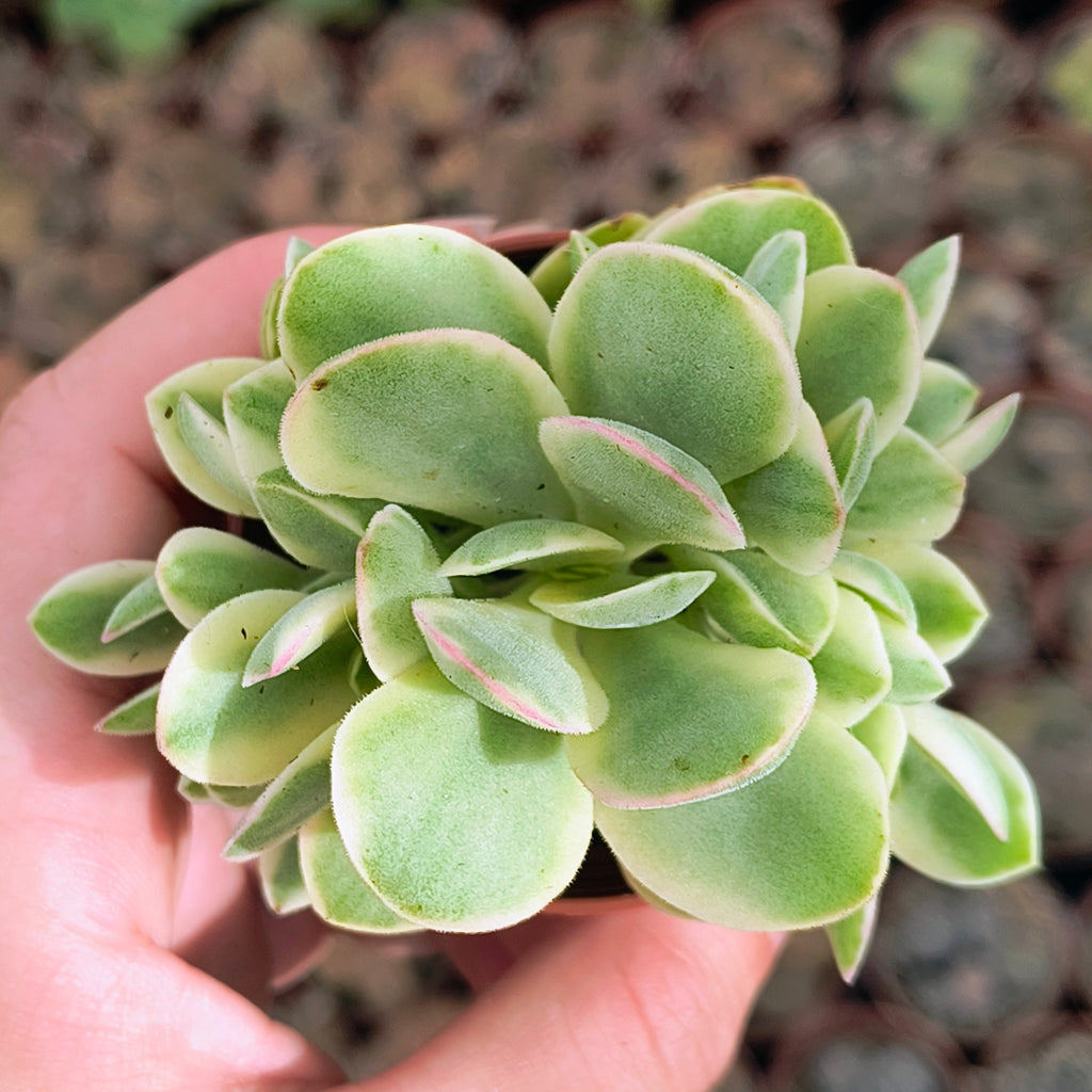 Crassula cv. "Money Maker"