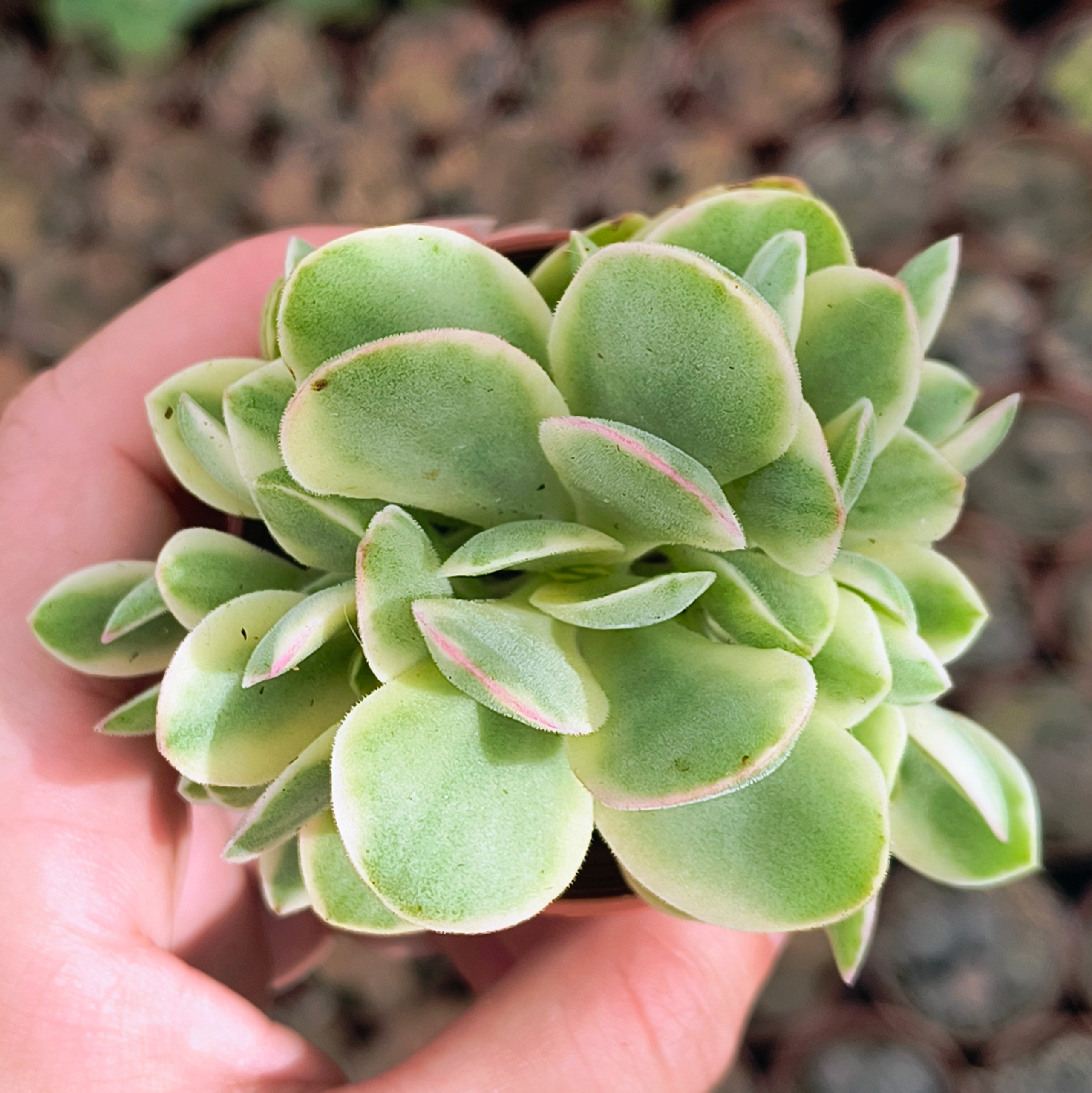 Crassula cv. "Money Maker"