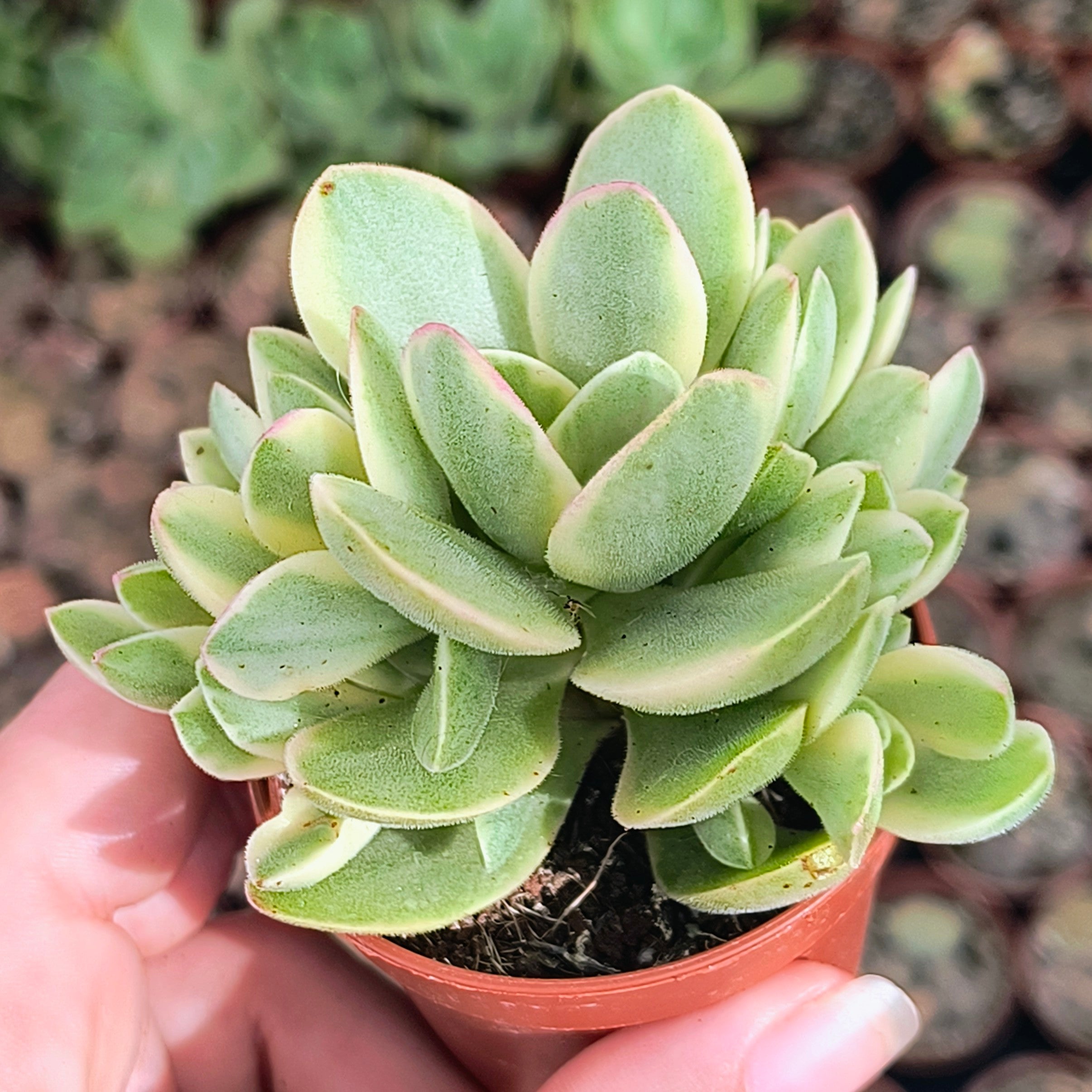Crassula cv. "Money Maker"