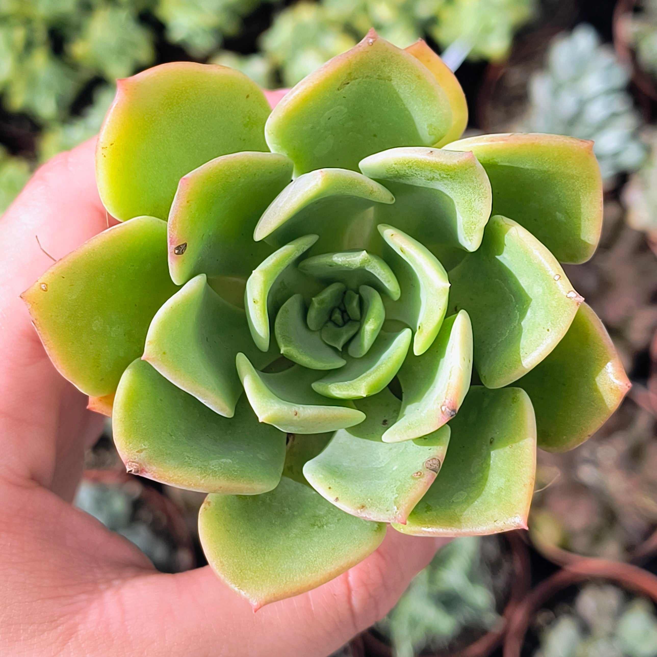 Echeveria cv. "Noble"