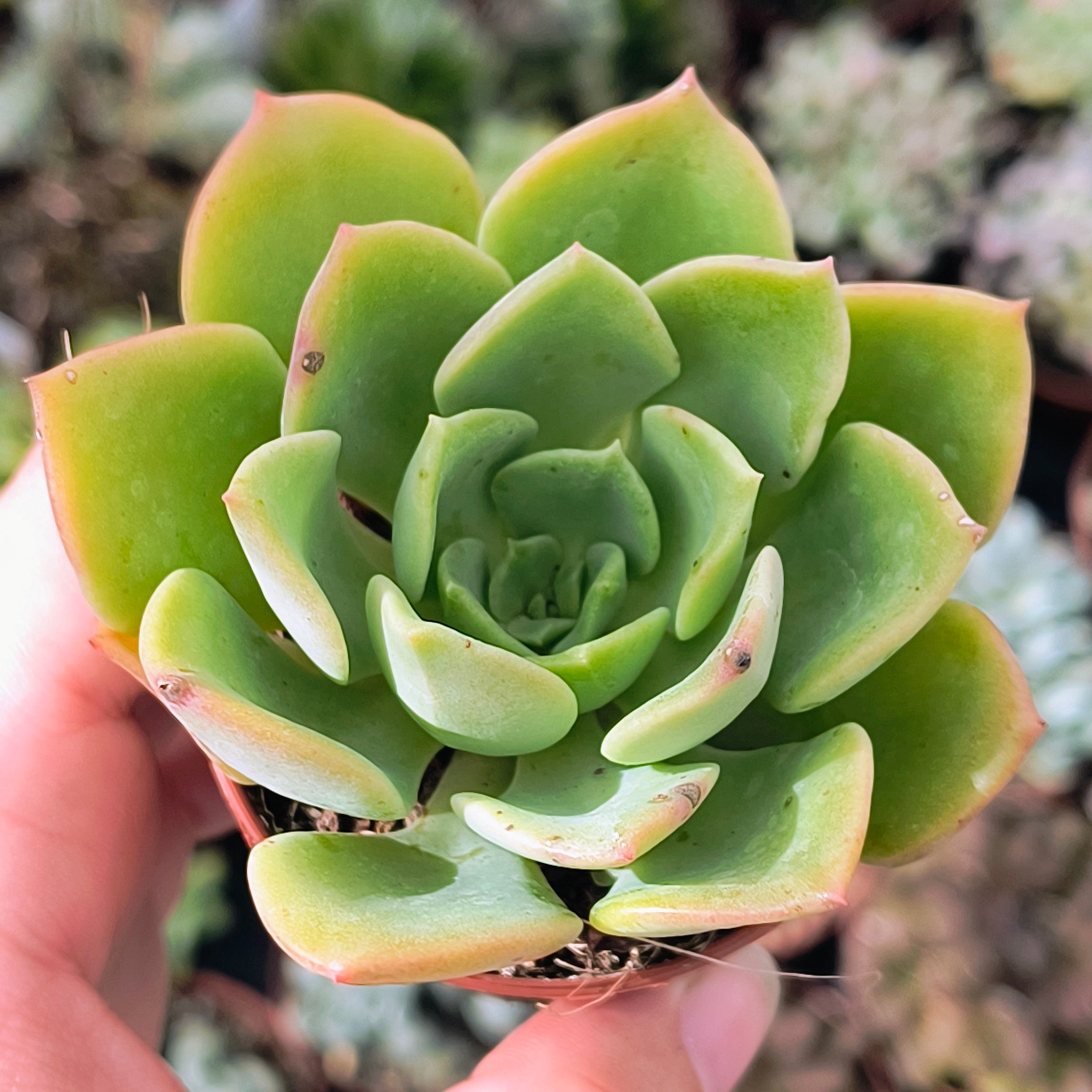 Echeveria cv. "Noble"