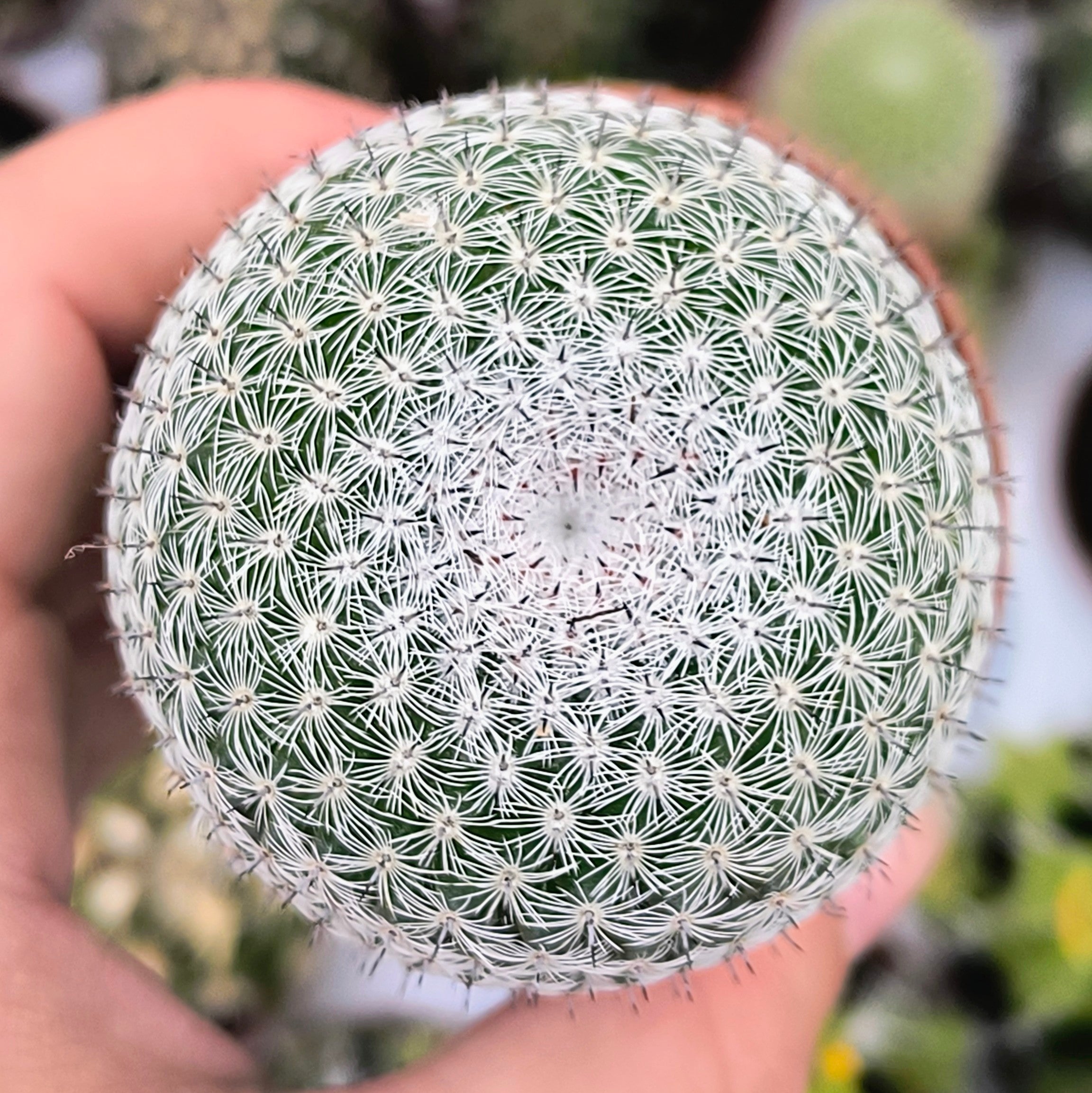 Mammillaria pseudoperbella