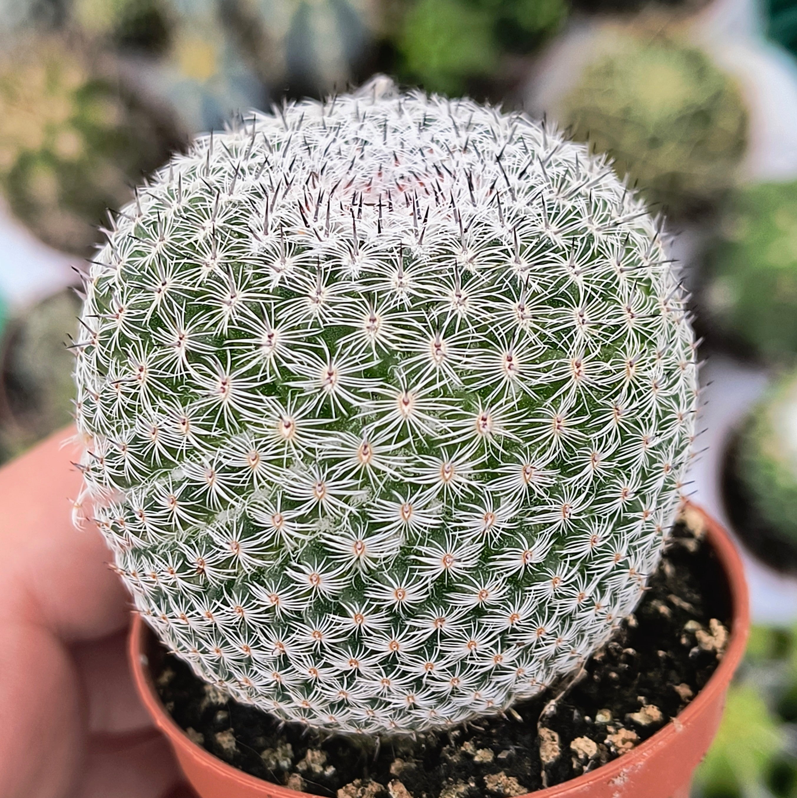 Mammillaria pseudoperbella