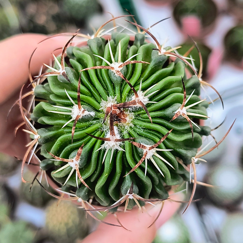 Stenocactus multicostatus