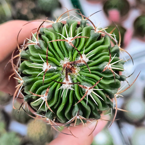 Stenocactus