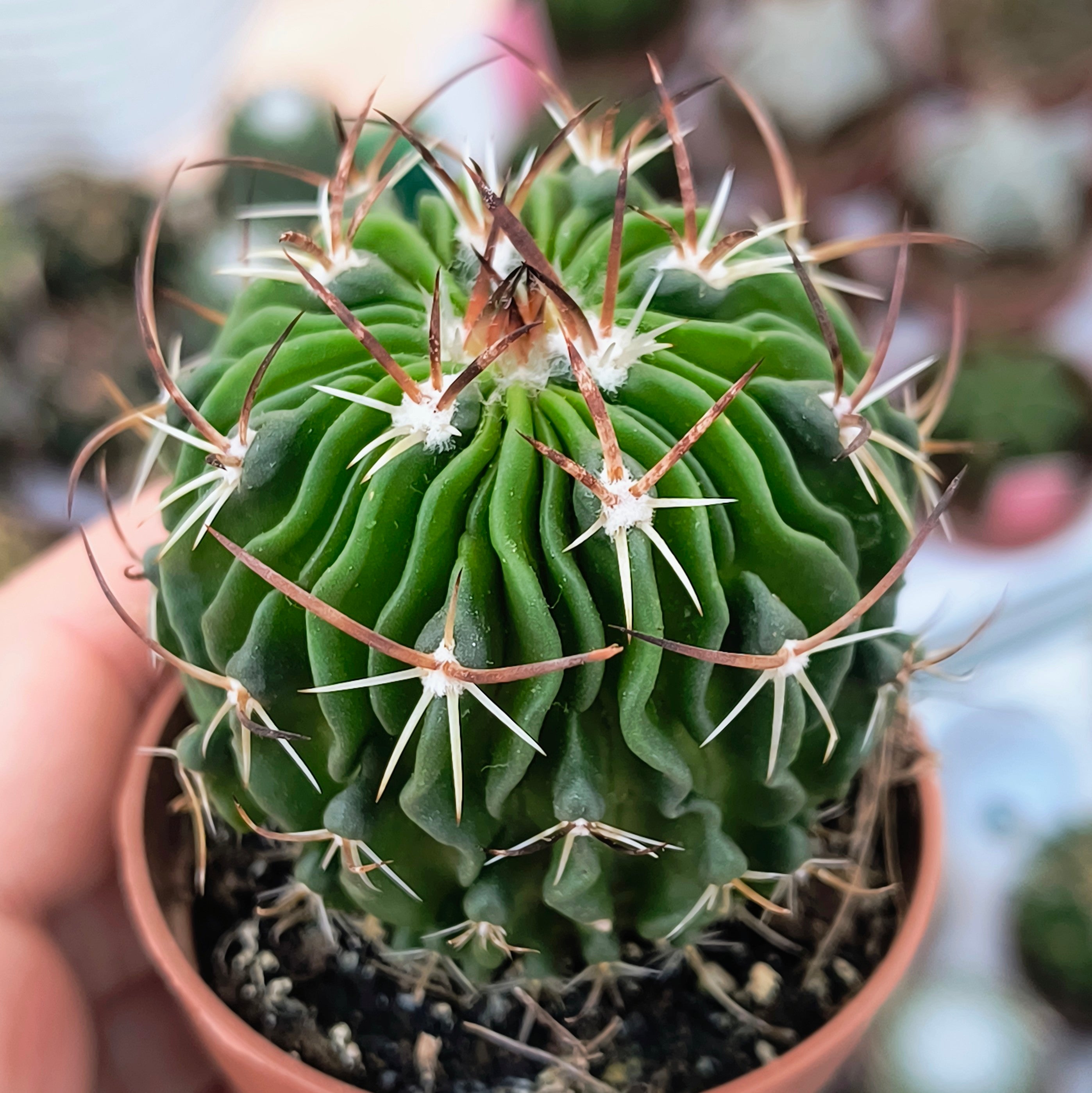 Stenocactus multicostatus