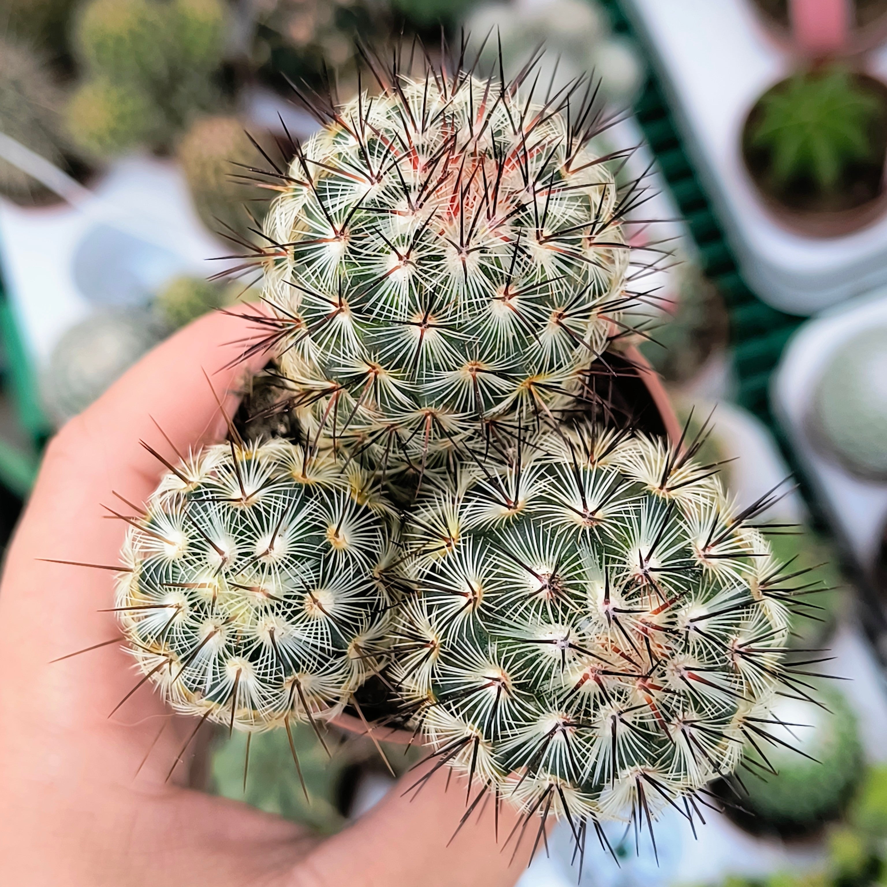 Mammillaria microhelia