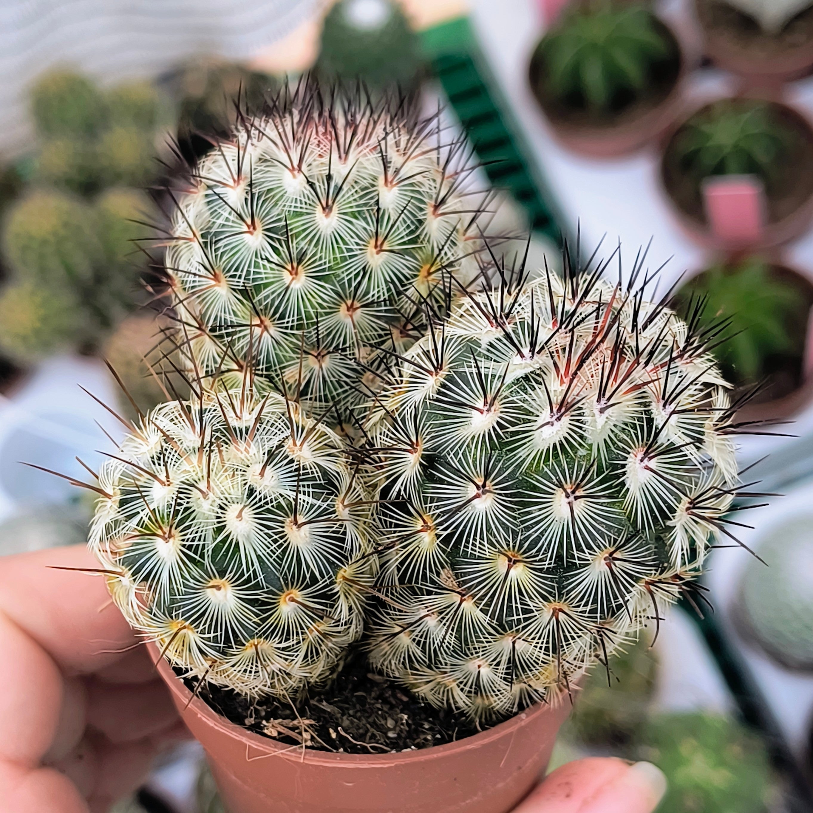 Mammillaria microhelia