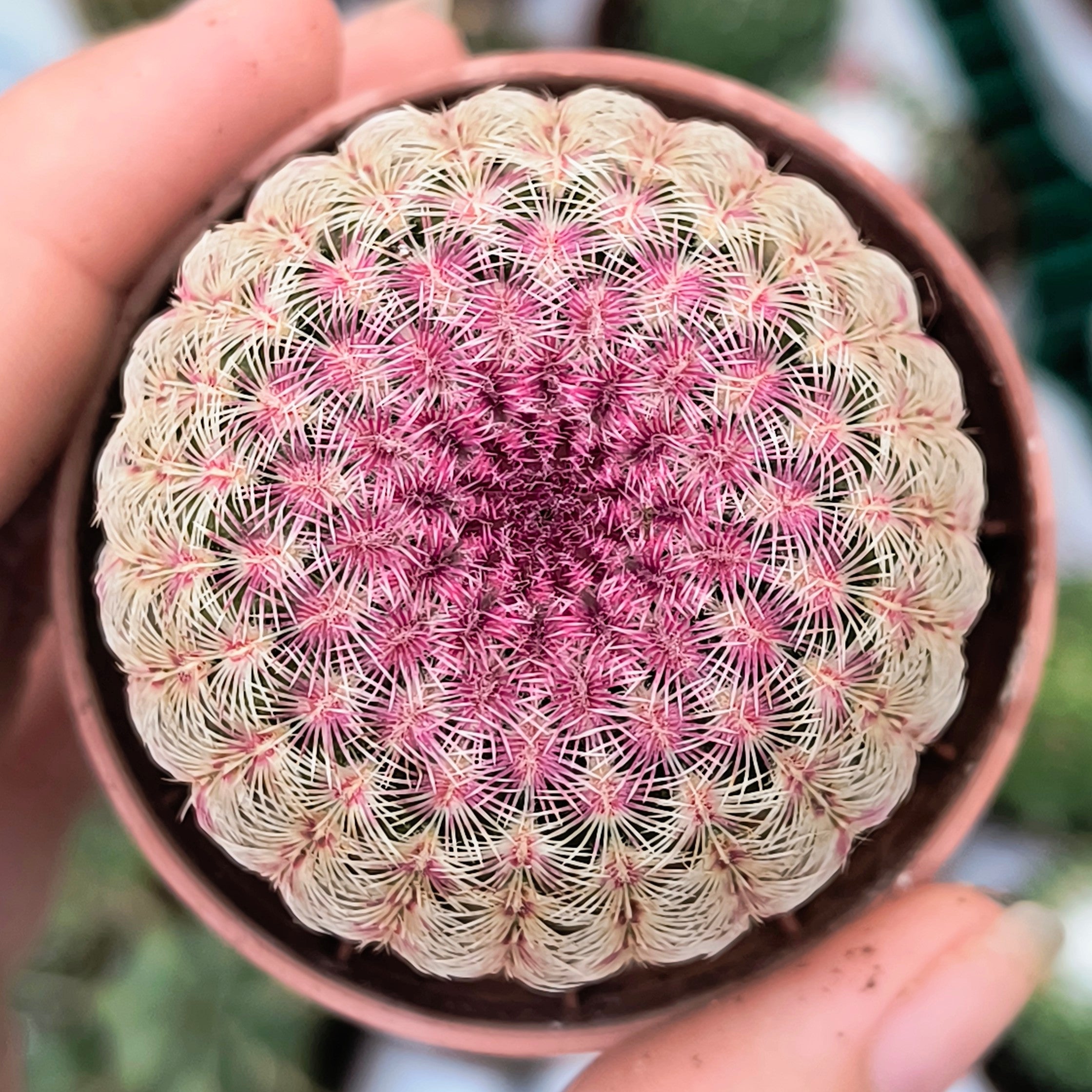 Echinocereus rigidissimus v. rubispinus