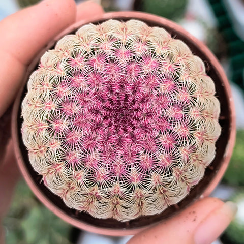 Echinocereus