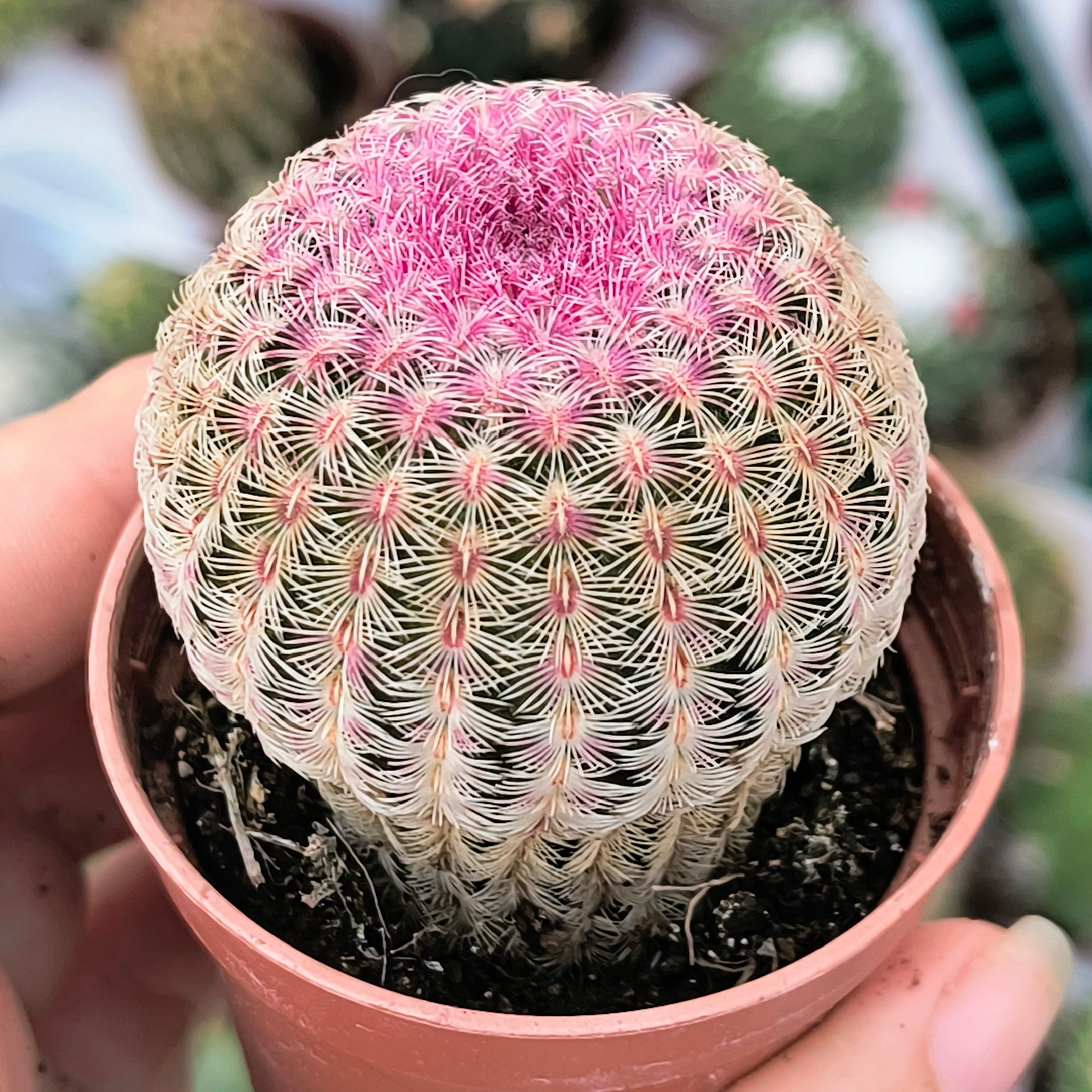 Echinocereus rigidissimus v. rubispinus