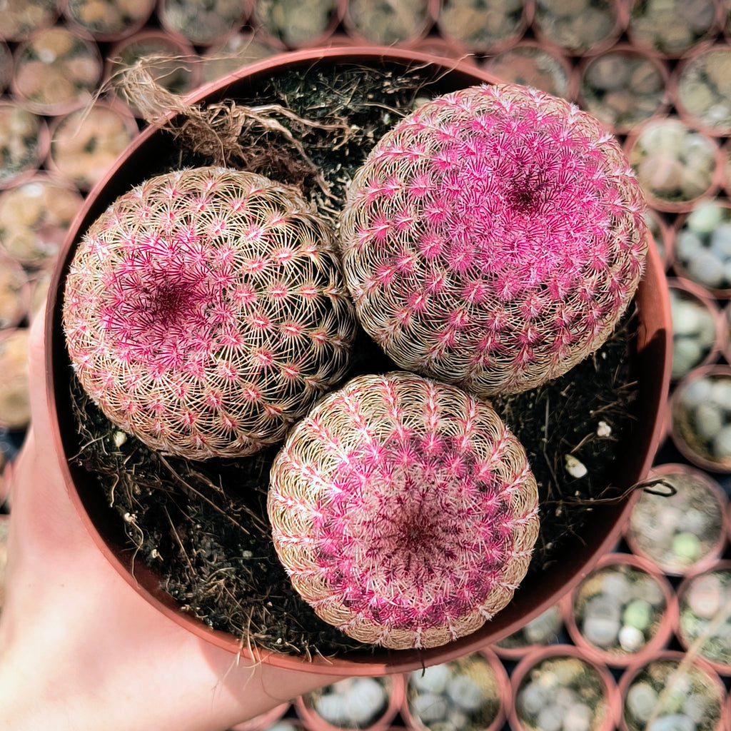 Echinocereus rigidissimus v. rubispinus