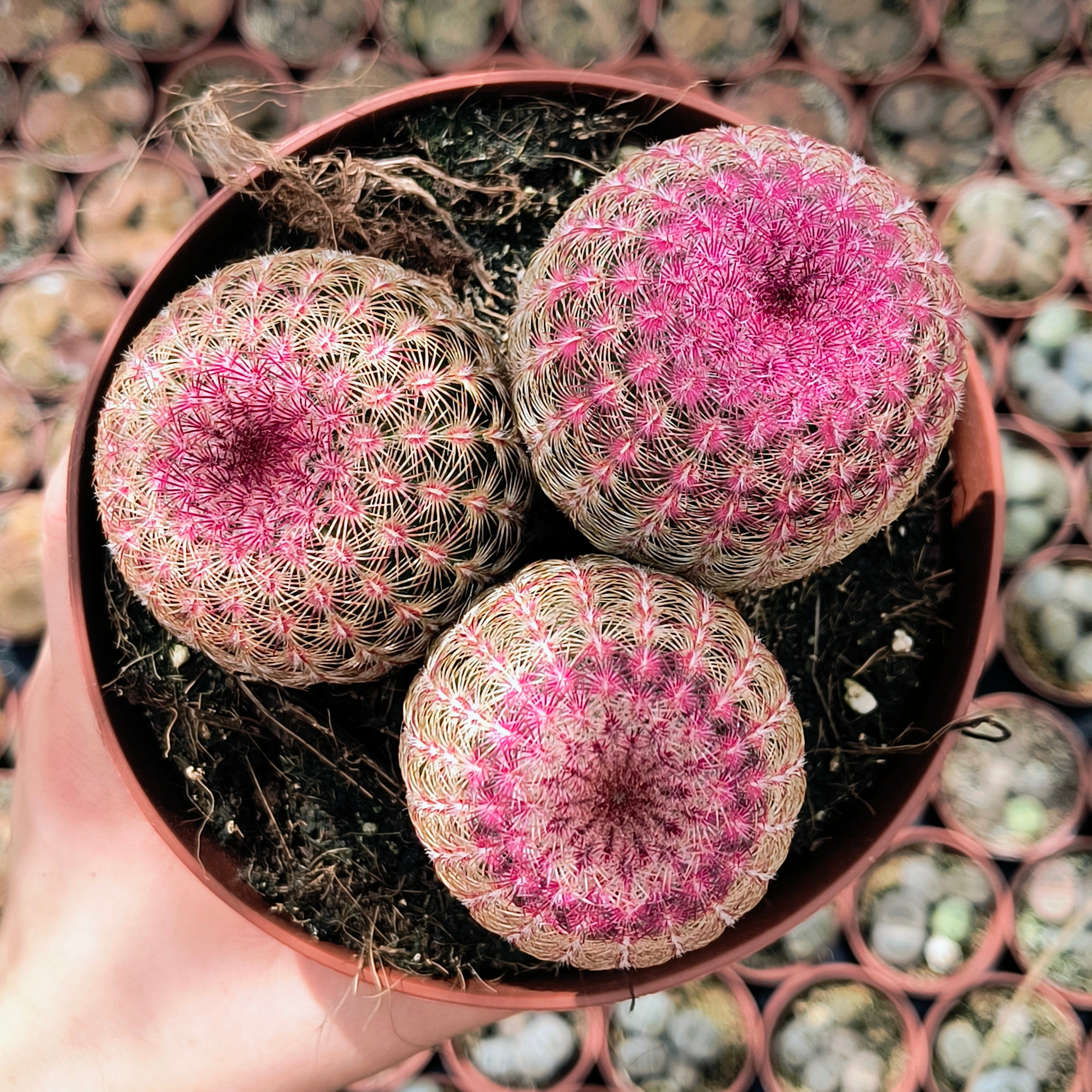 Echinocereus rigidissimus v. rubispinus