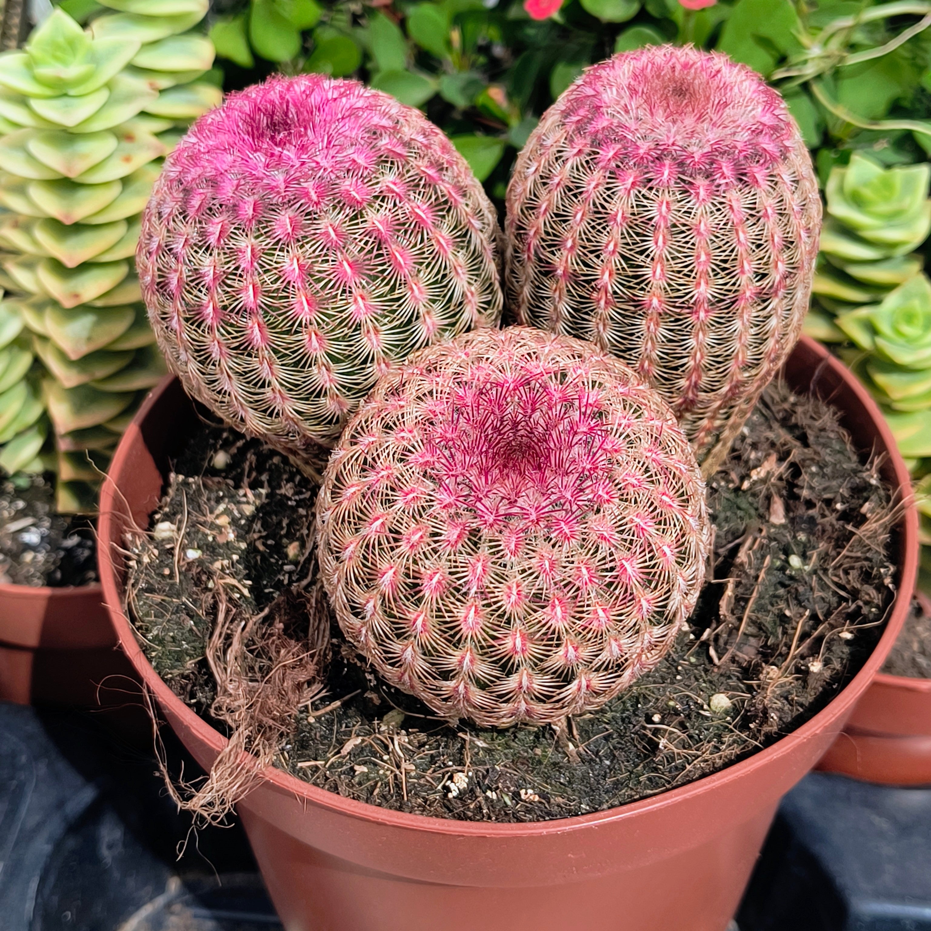 Echinocereus rigidissimus v. rubispinus