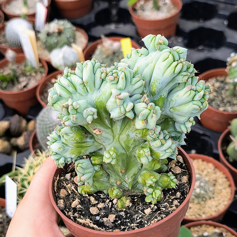Myrtillocactus