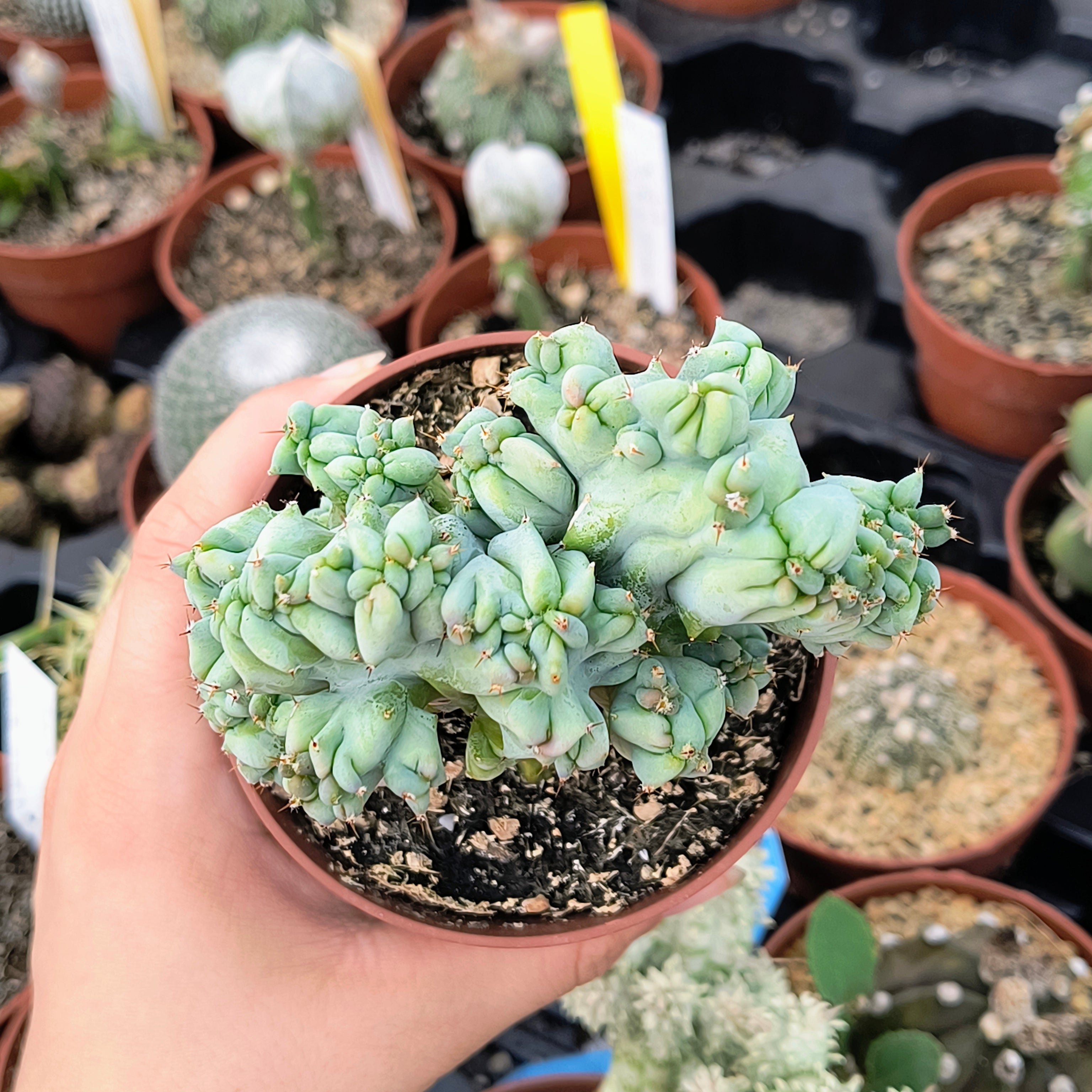 Myrtillocactus geometrizans cristata