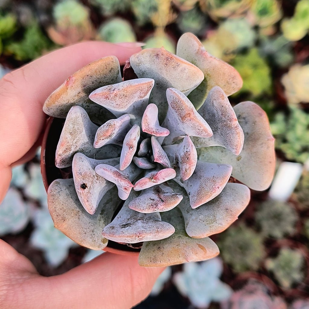 Echeveria 'Cubic frost'
