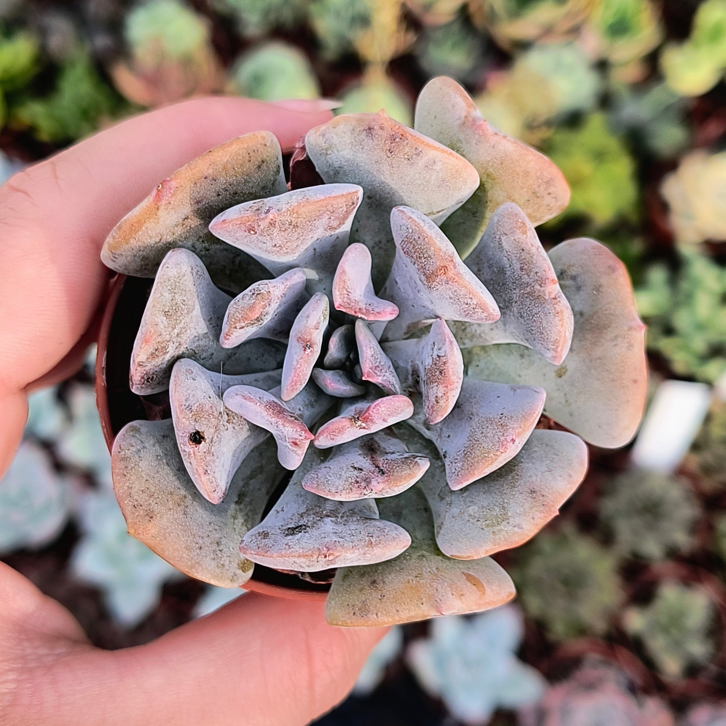 Echeveria 'Cubic frost'