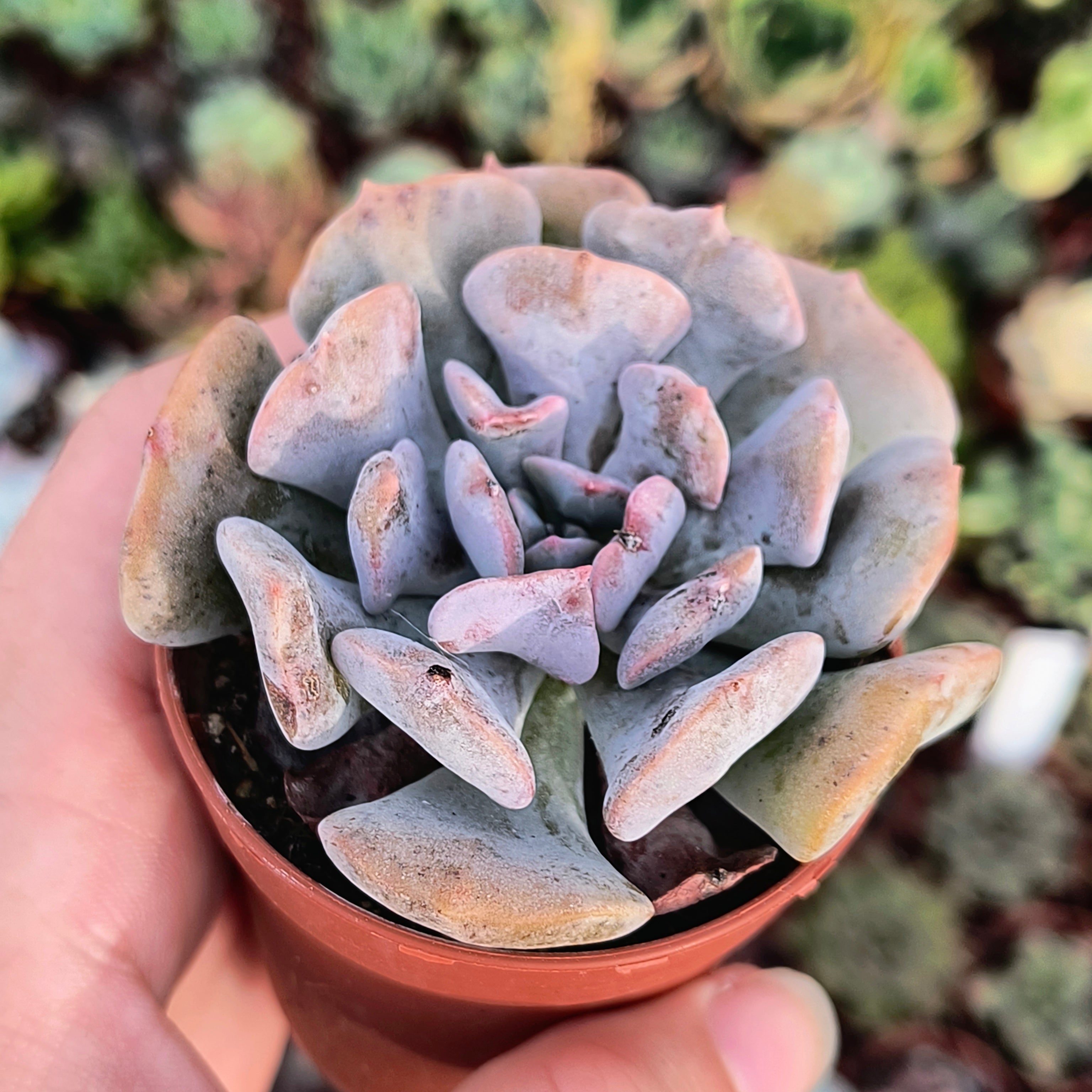 Echeveria 'Cubic frost'