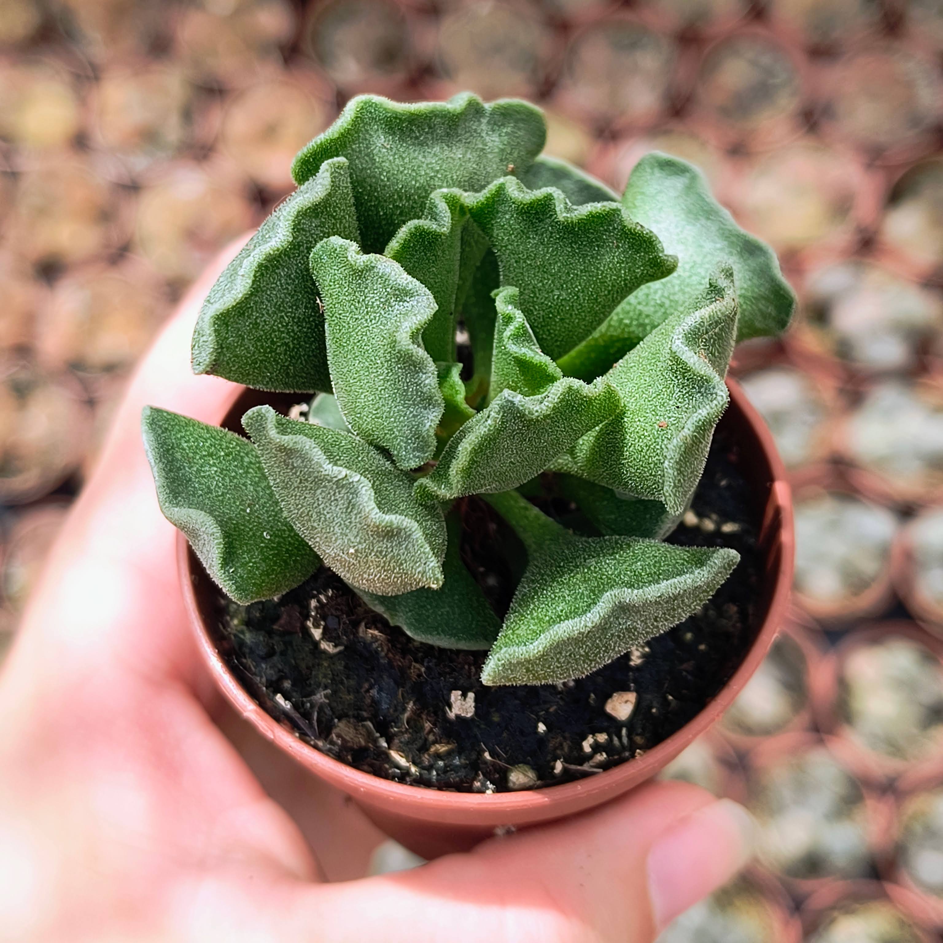 Adromischus cristatus