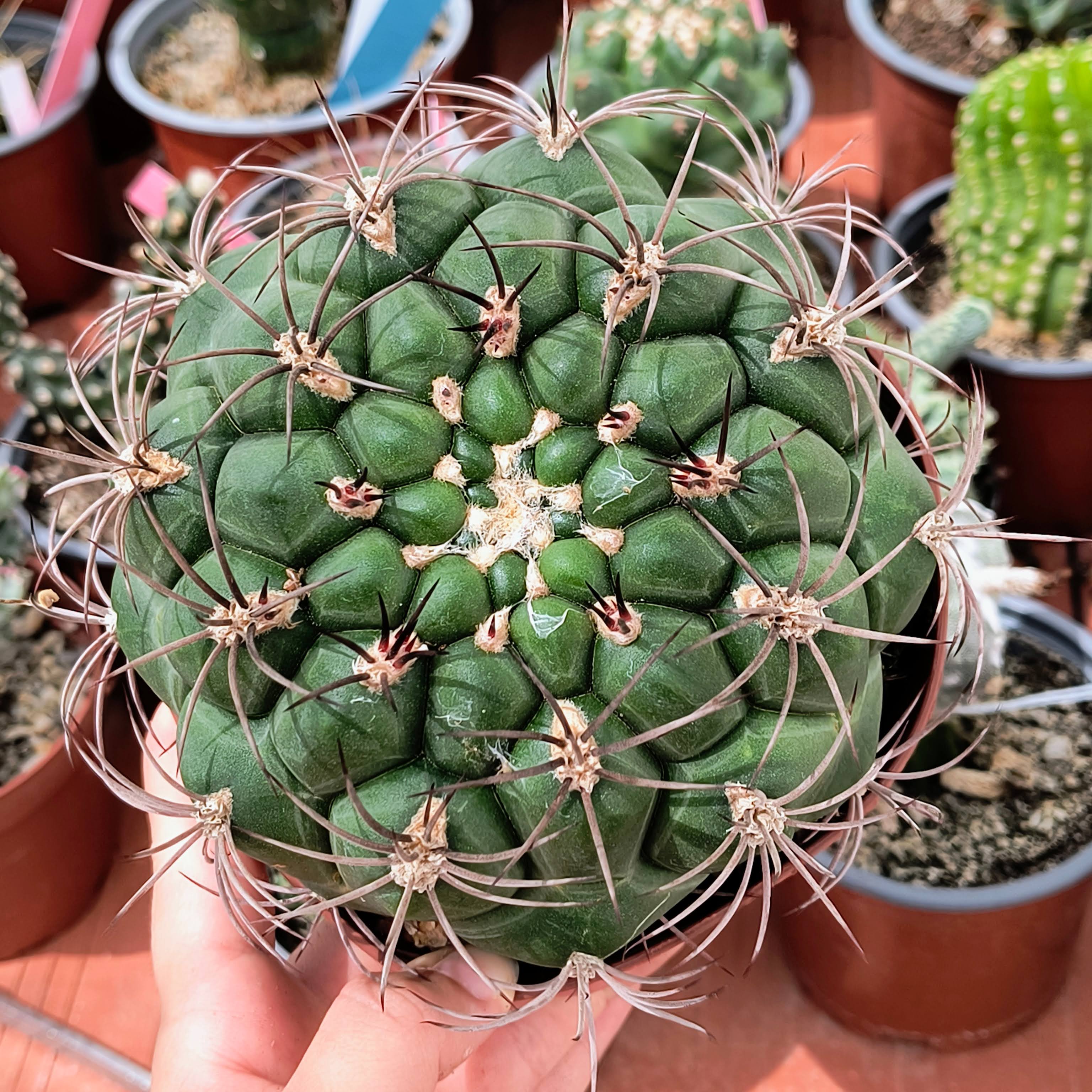Gymnocalycium saglionis
