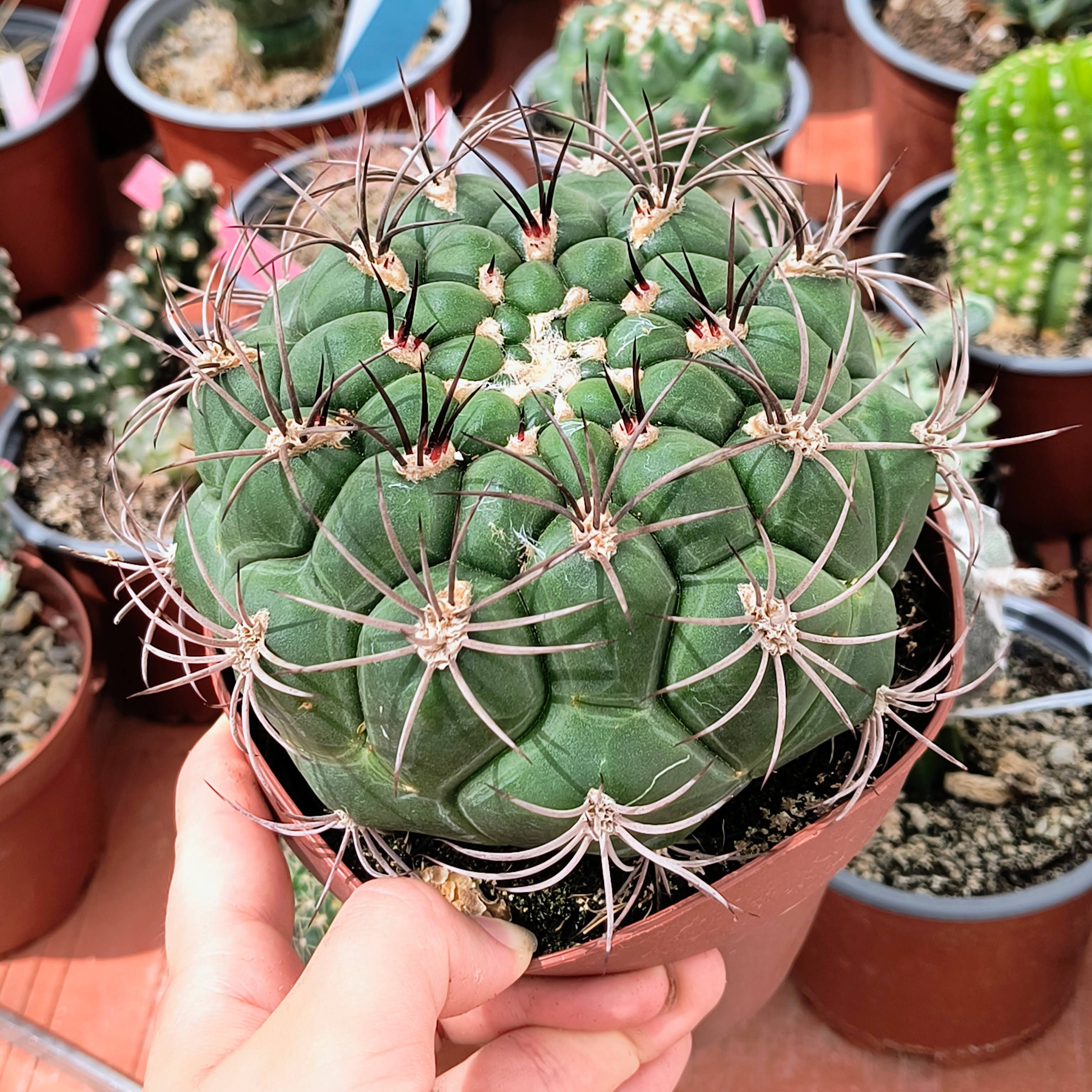 Gymnocalycium saglionis