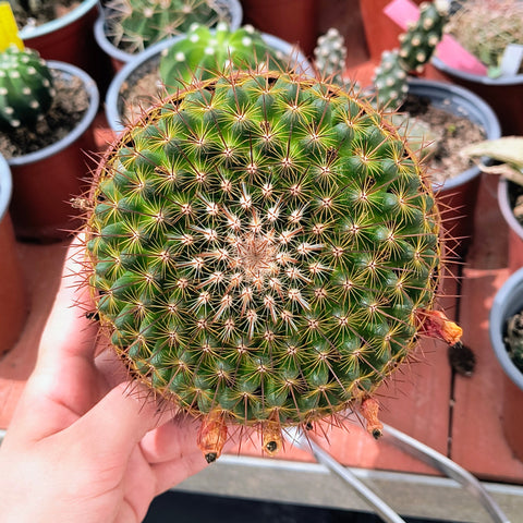 Mammillaria